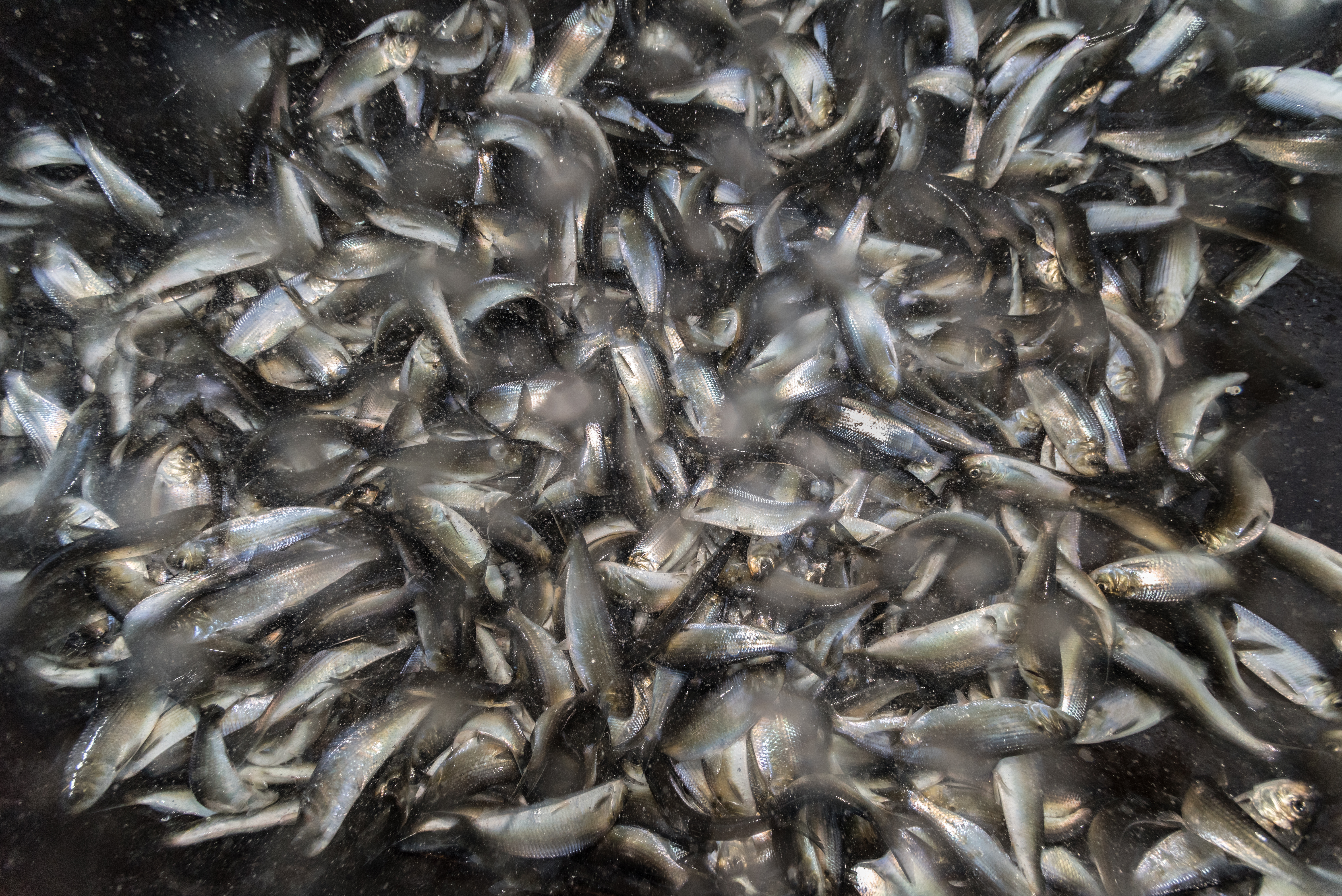 ALEWIFE RESTORATION PROJECT