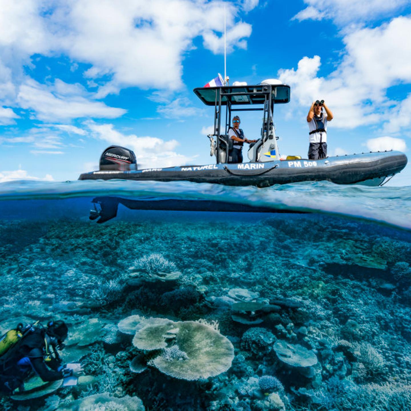 A diver surveys a coral reef on Nov, 27, 2017 near the Comoros archipelago, Indian Ocean.