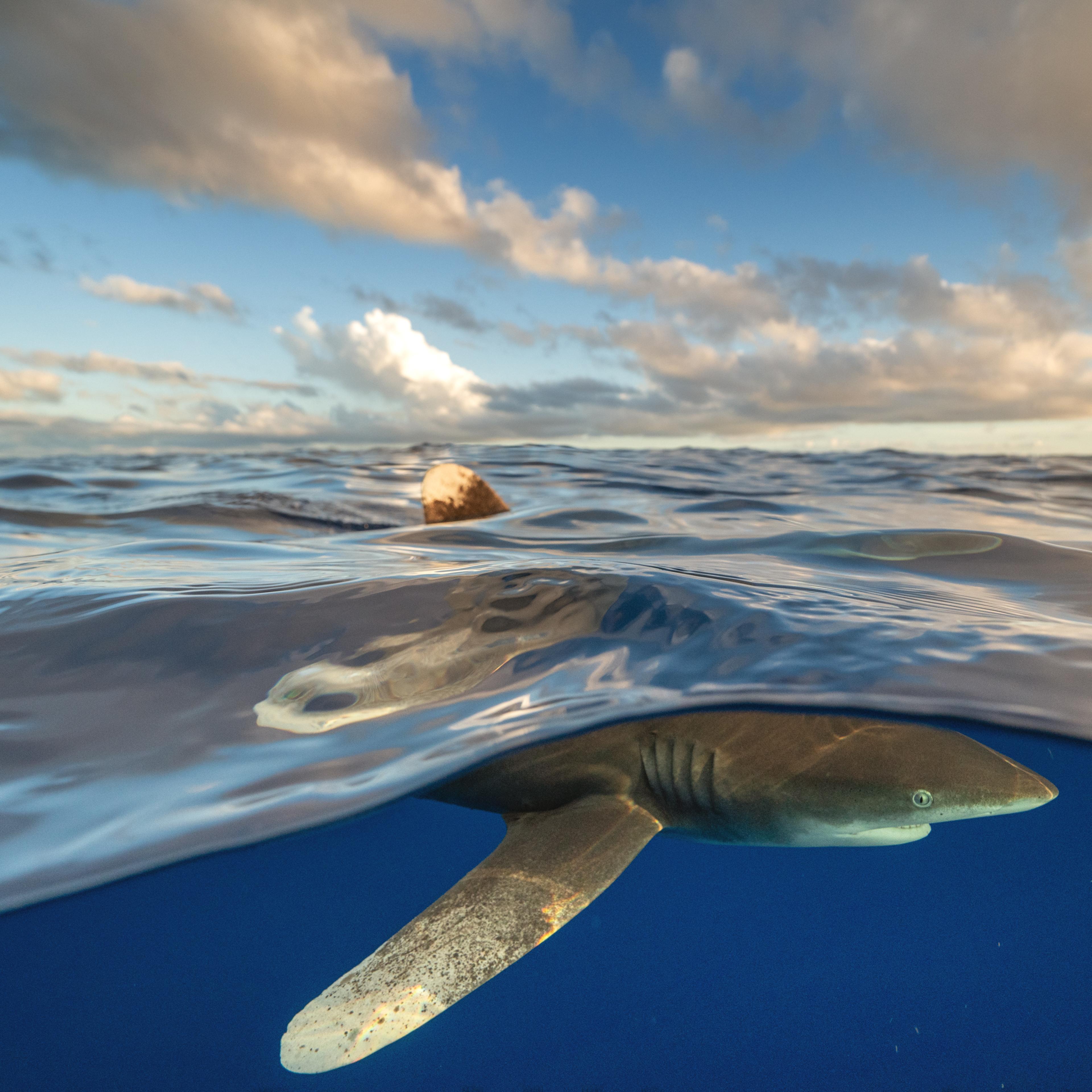 These were both taken in The Bahamas, where they are still found in relatively healthy numbers. When I first got in the water, there was only one shark circling around our boat, and it was easy to keep an eye on it, but pretty soon, others started arrivi