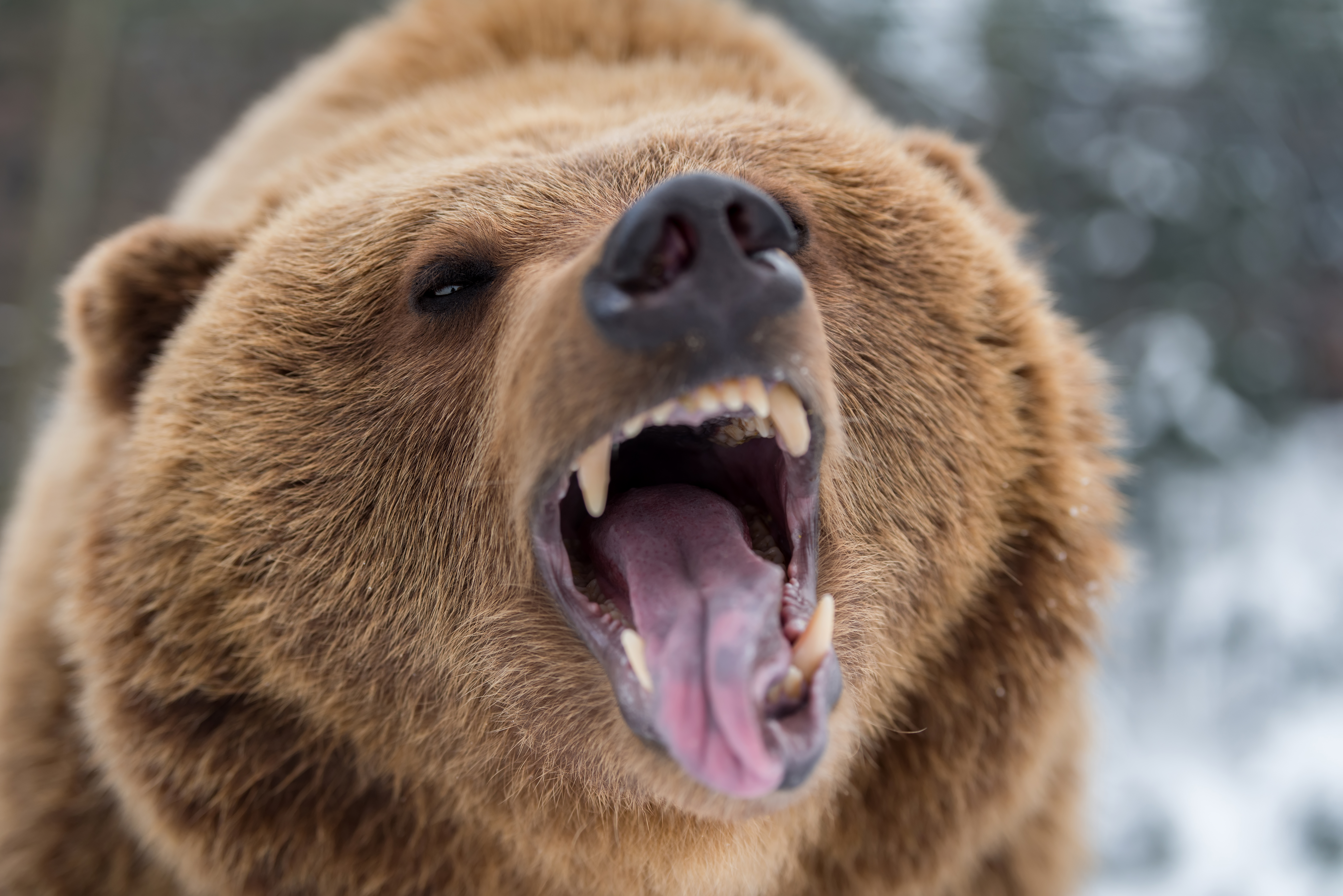 bear-pepper-spray