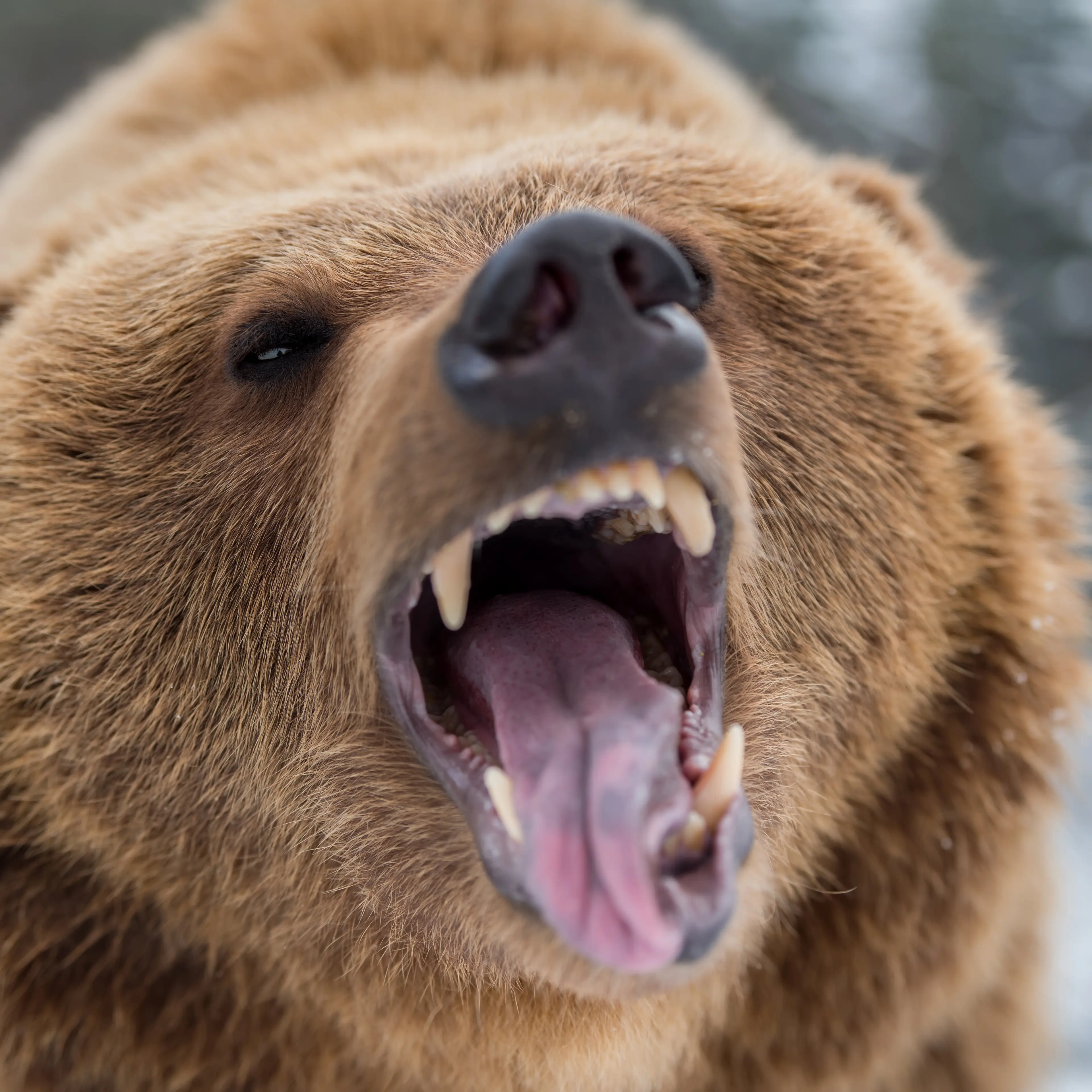 bear-pepper-spray