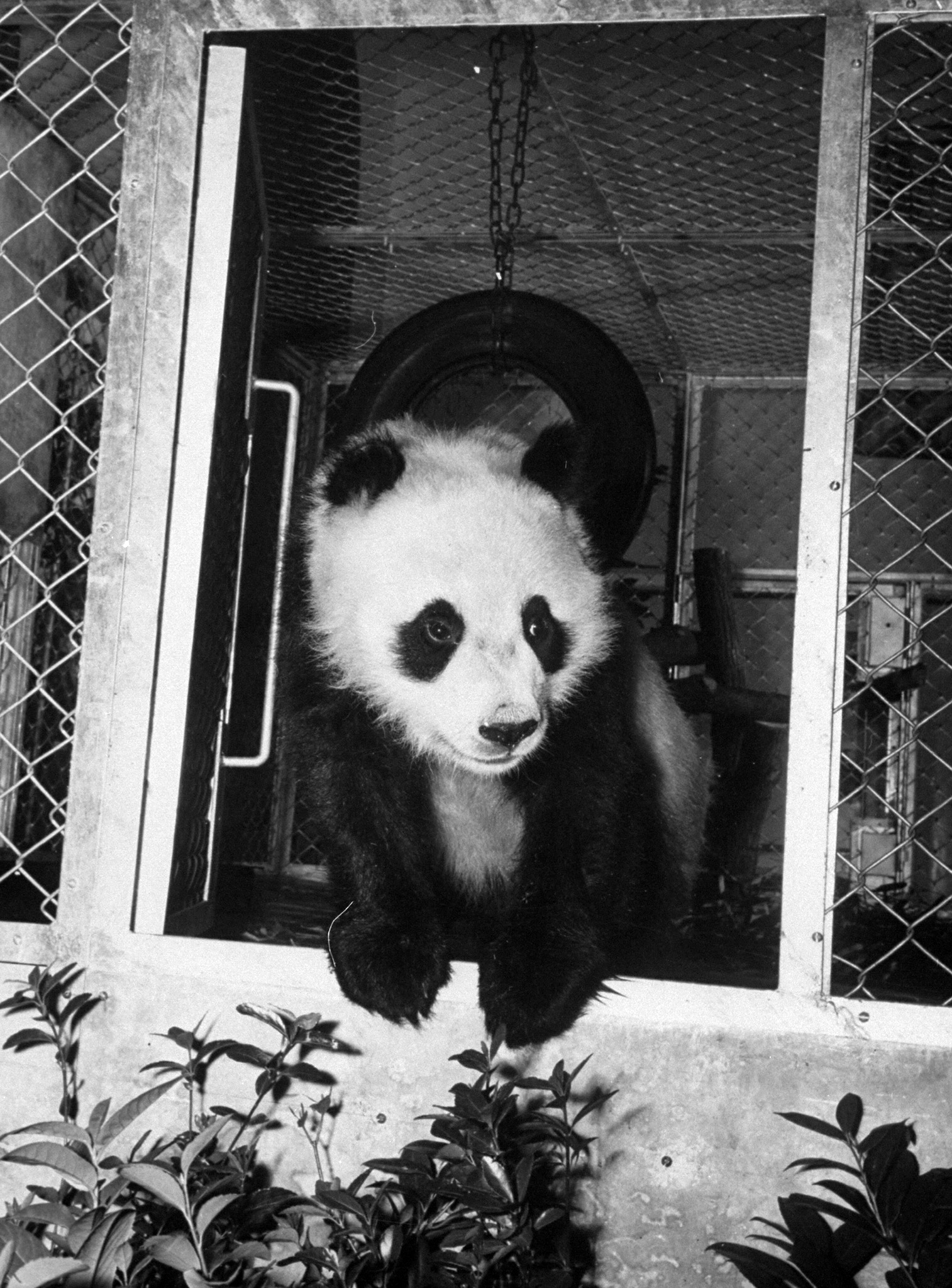Panda Photos: Meet Cold War Baby Panda Chi Chi