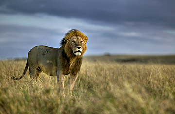 Lion