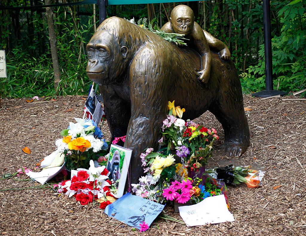 Cincinnati Zoo's Gorilla Barrier Was Outdated, Feds Say