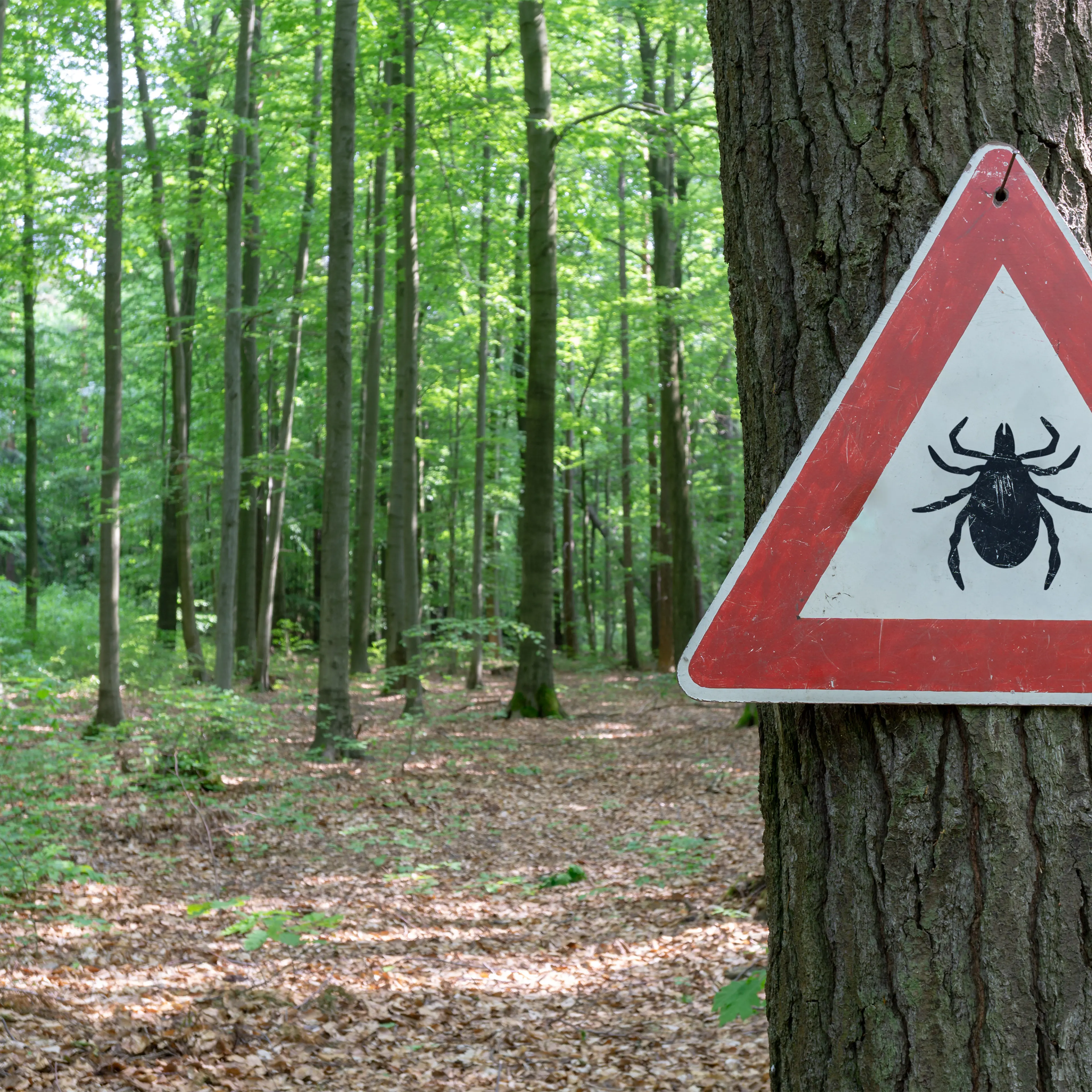 ticks-lyme-disease