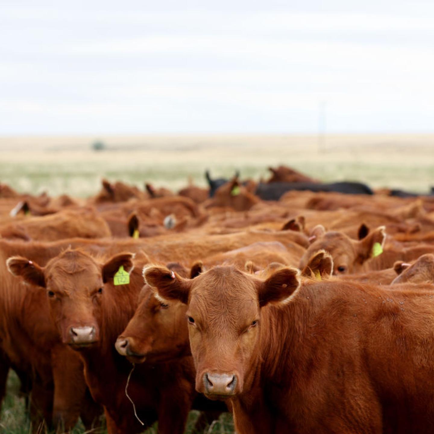 Disclosed emissions from the world’s 20 largest publicly-listed meat and dairy companies rose 3.3% from 2022 levels, according to a report by investor network FAIRR Initiative.