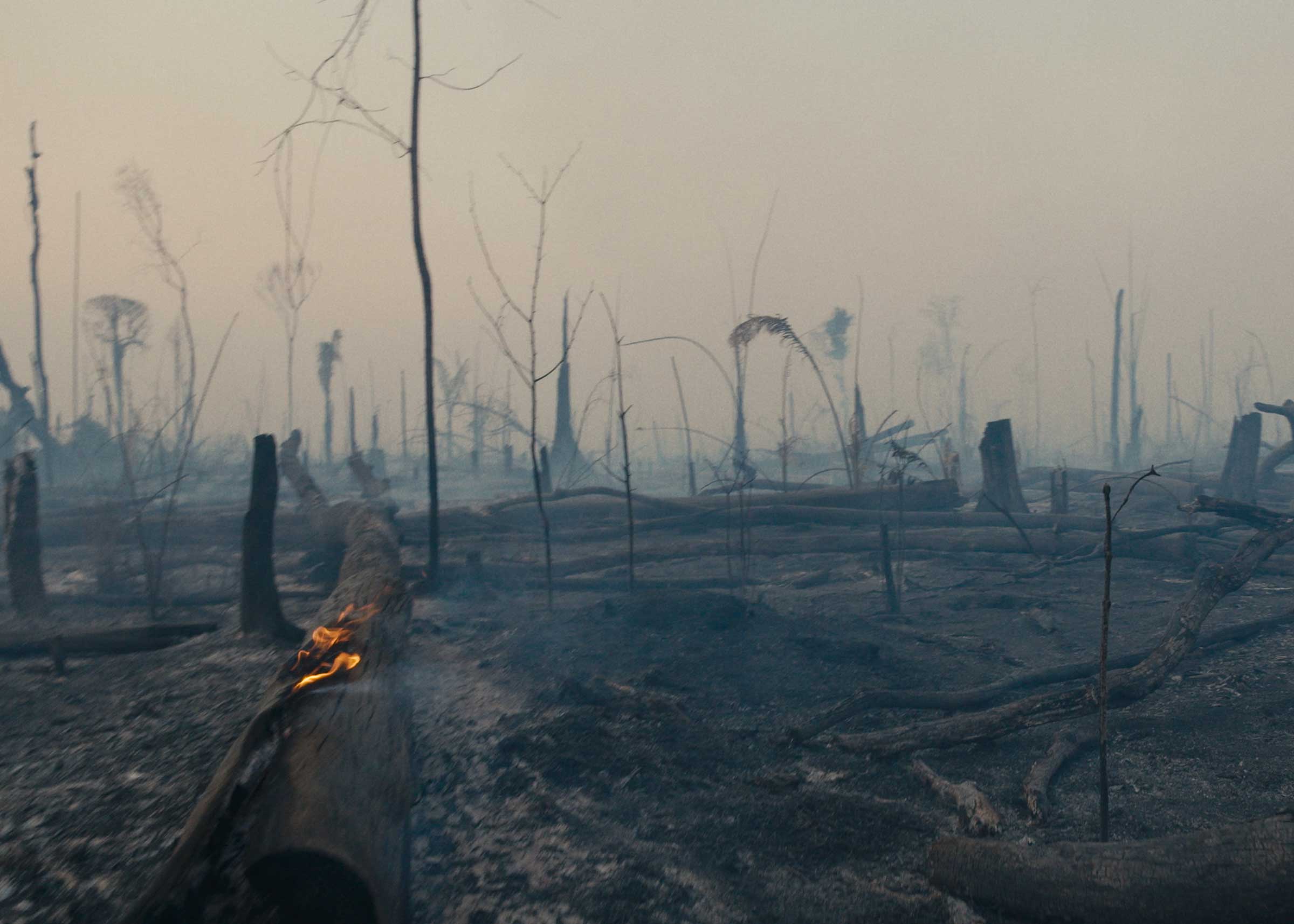 The scorched remnants of the Amazon rainforest after a blaze set by farmers tore through the land. 
