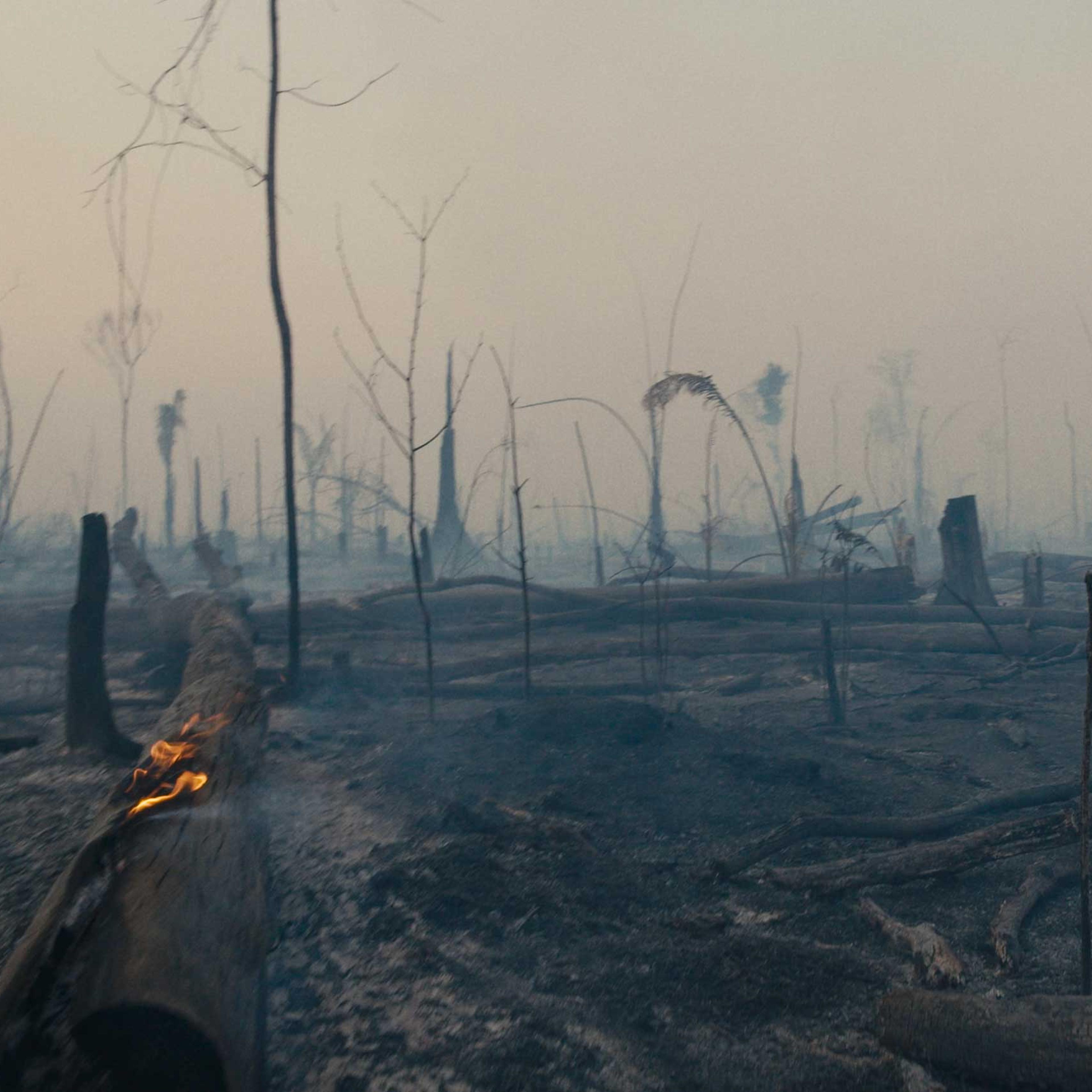 The scorched remnants of the Amazon rainforest after a blaze set by farmers tore through the land.