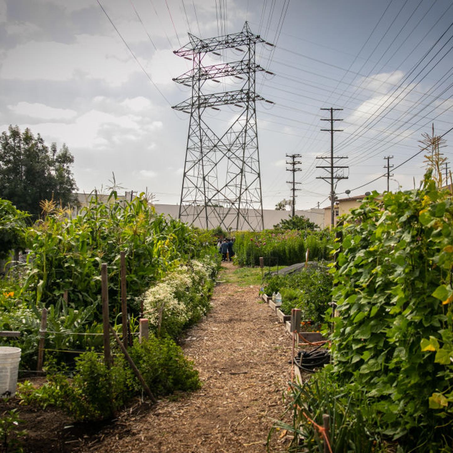 Good Earth Community Garden on July 7, 2023 in Los Angeles, Calif.