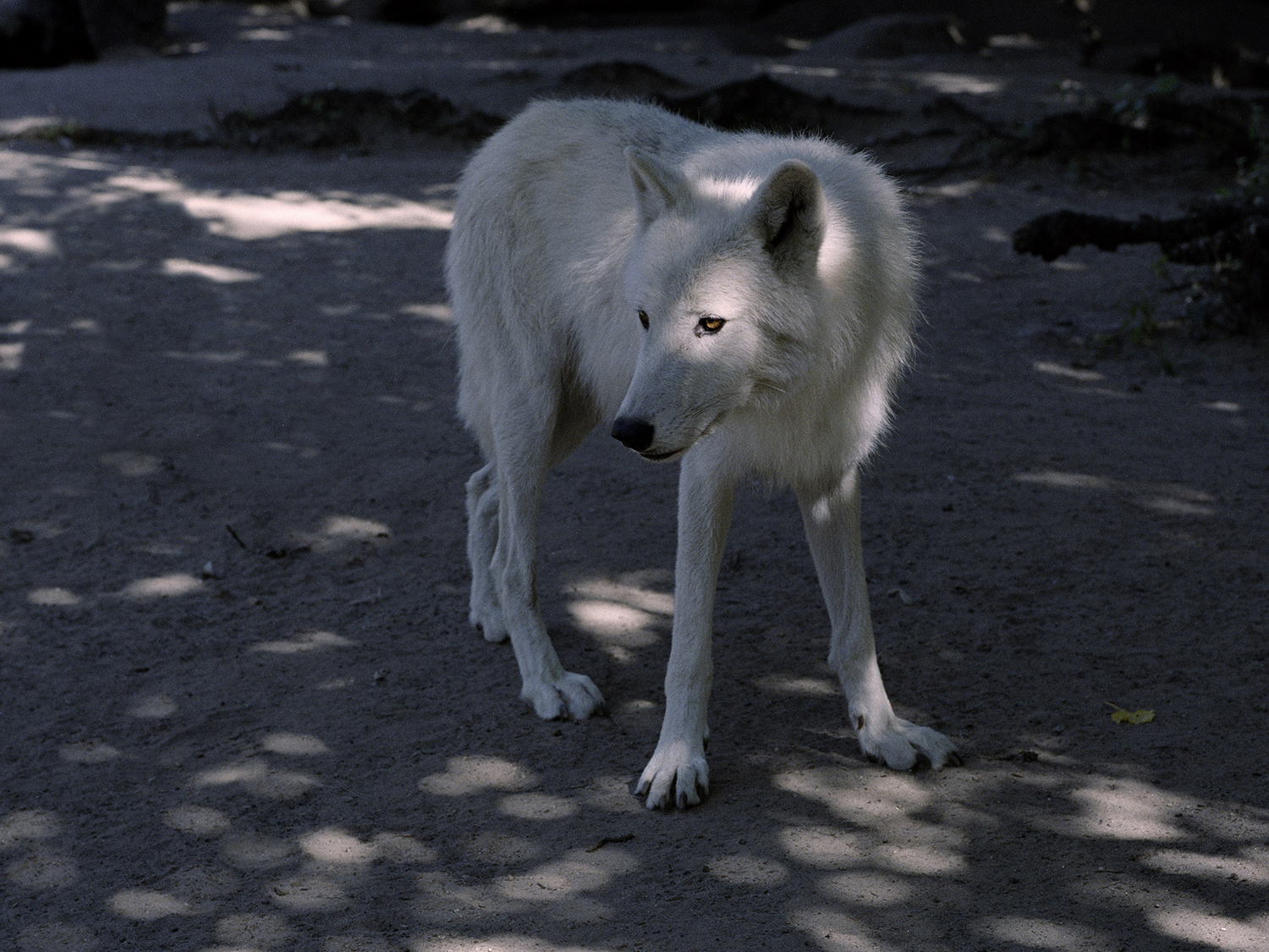 The Heart of a Beast: Charlotte Dumas' Poignant Animal Photography