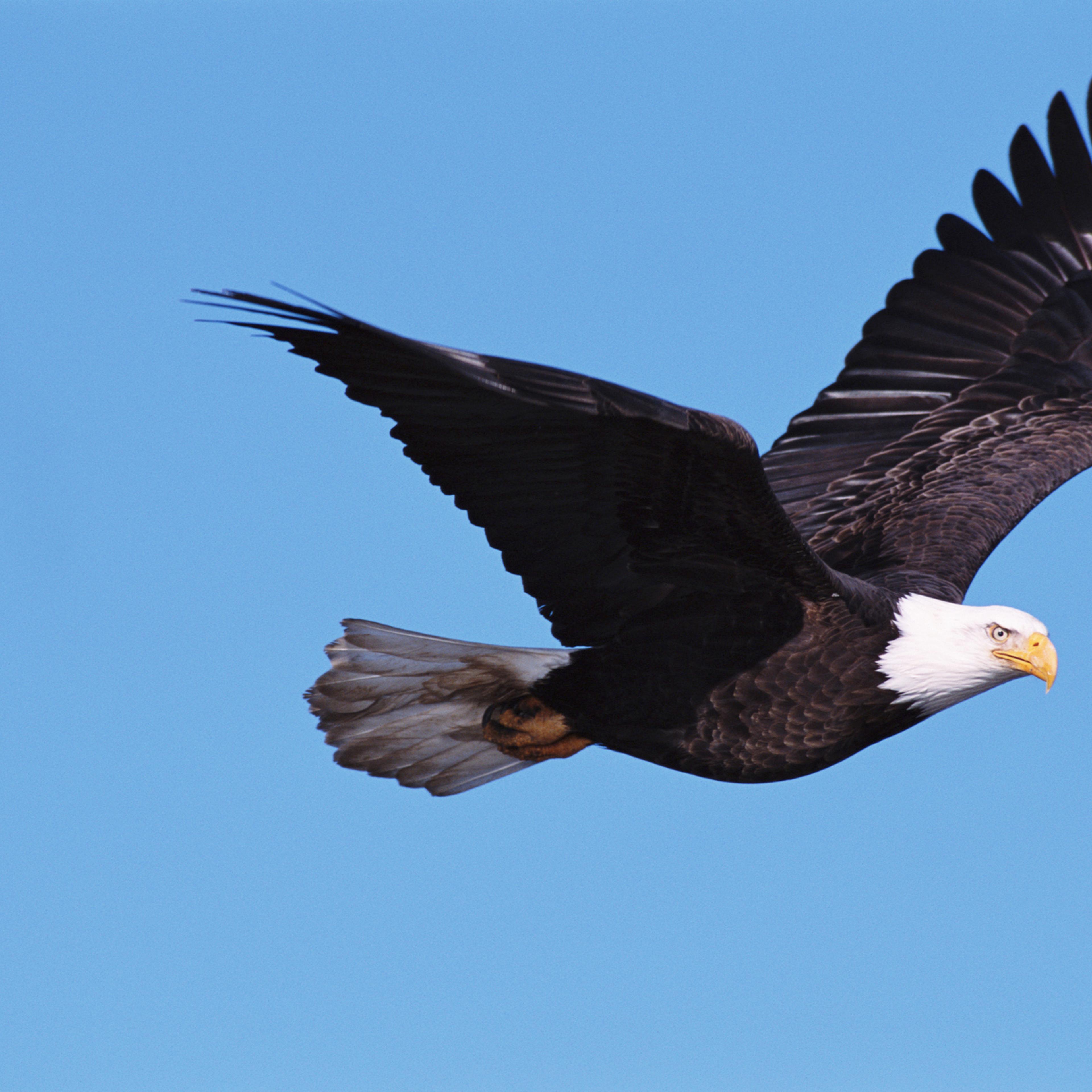 Bald eagle (Haliaeetus leucocephalus) in flight, side view
