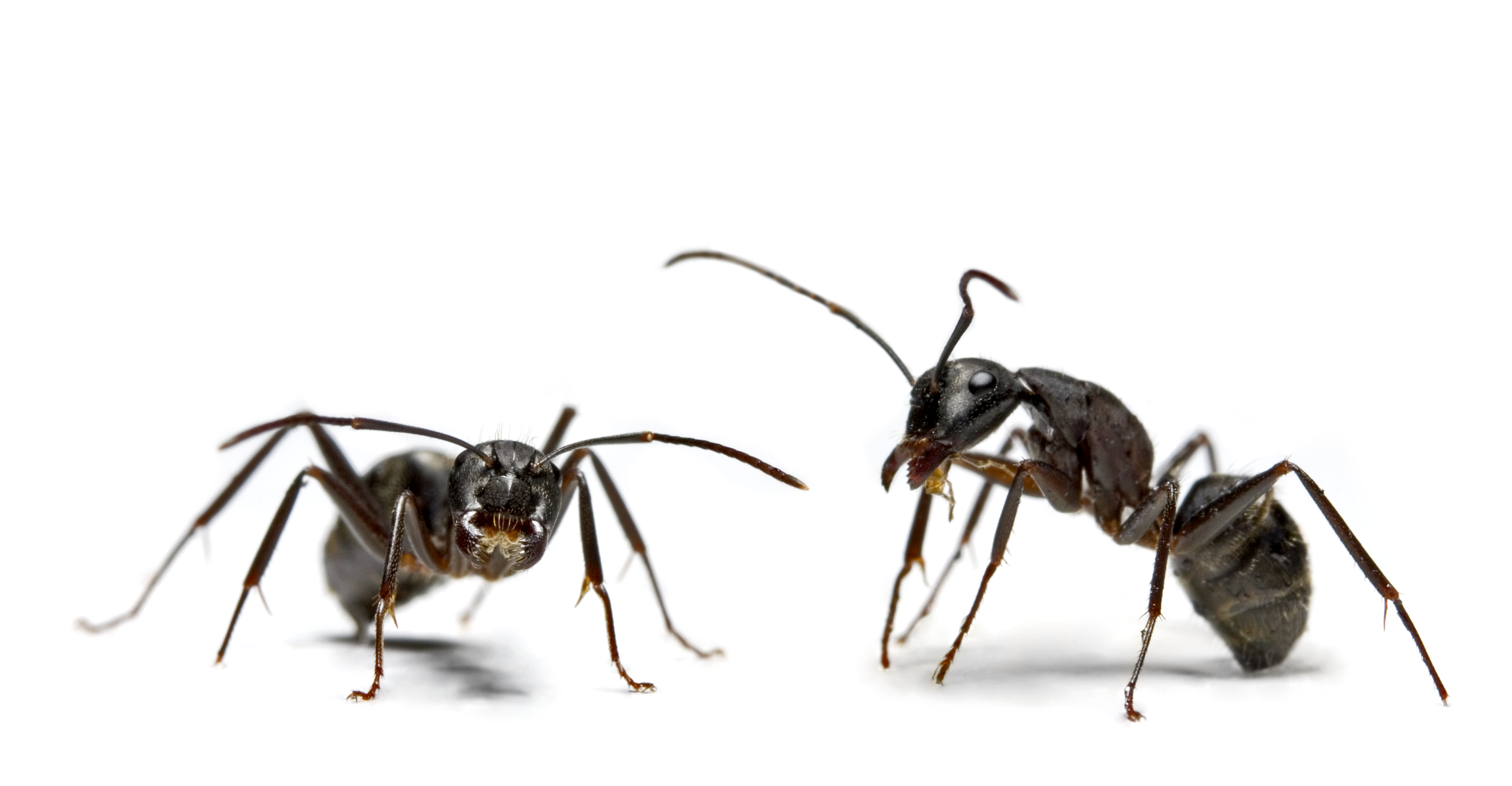 Ants Surprisingly Sure-Footed in Space, Study Finds Ants Surprisingly Sure-Footed in Space, Study Finds