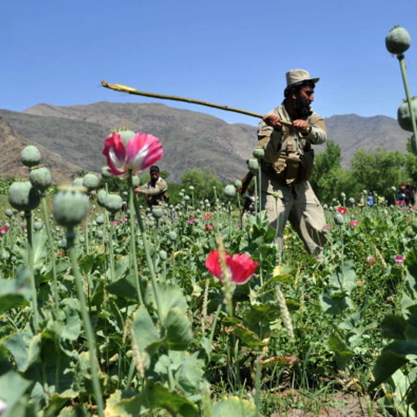 Opium Production All Time High