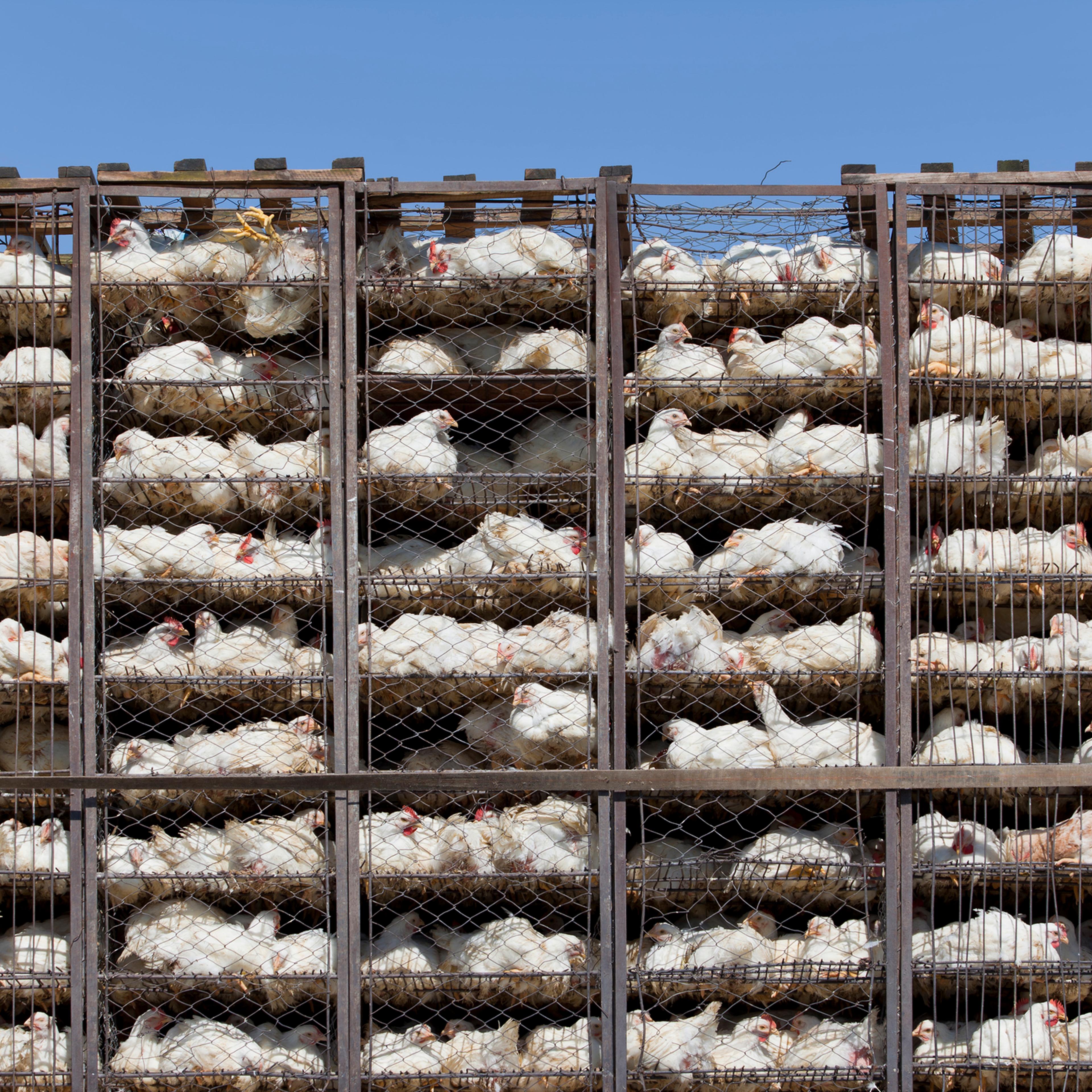 Chicken in battery cage under bad condition