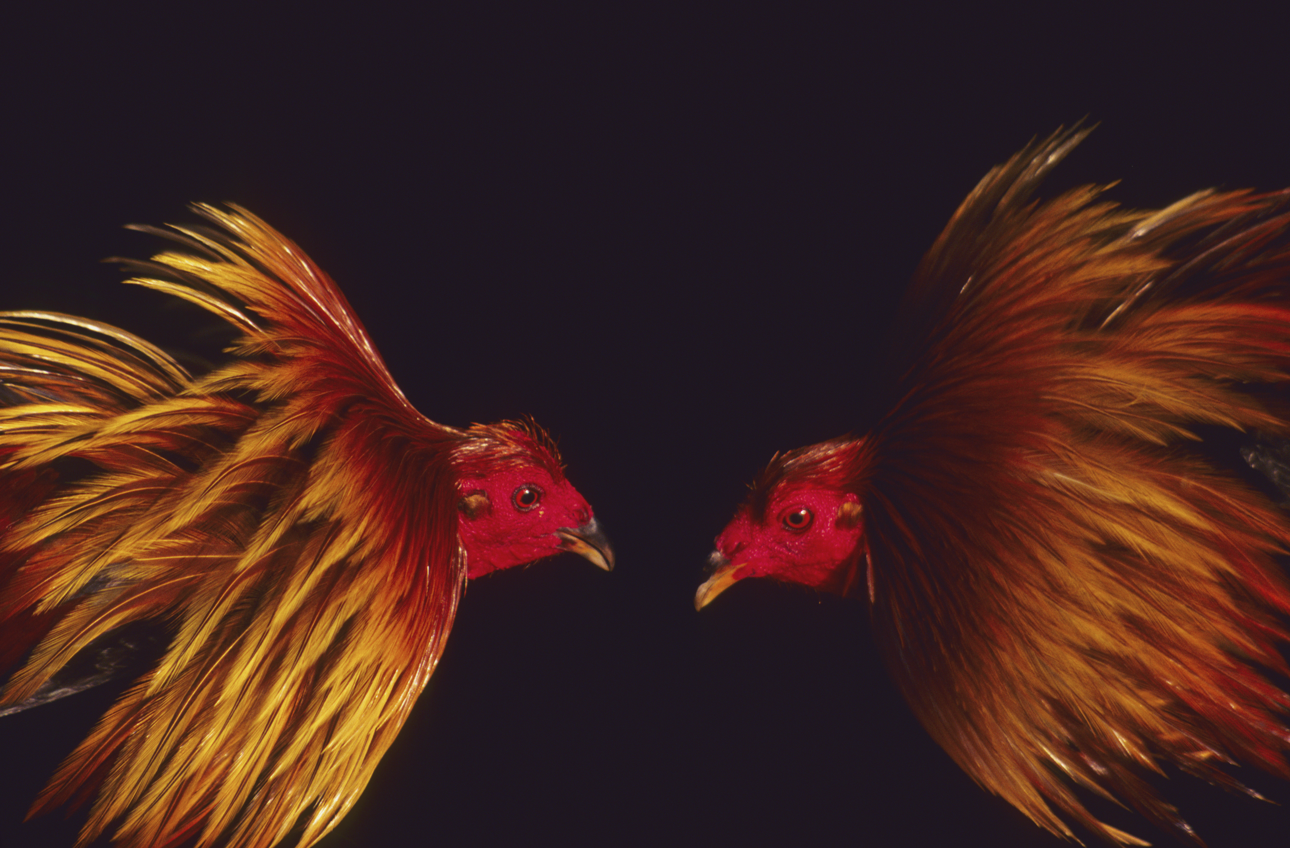 asian pit cup sabong live today stream