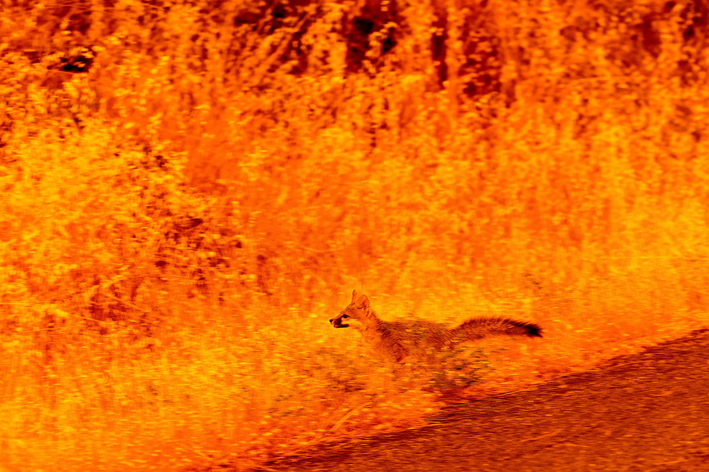 APTOPIX California Wildfires