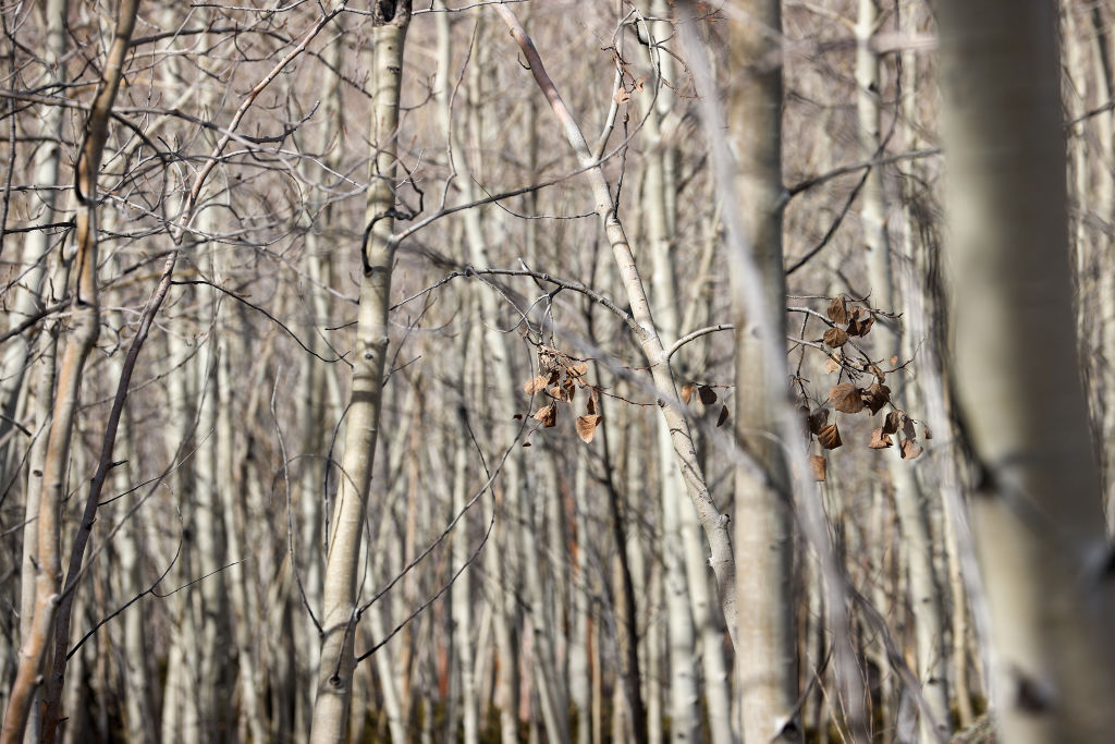 Pando trees ‘Quaking aspen’ also known as the trembling giant are one of the oldest living organisms. They are seen here at Fish Lake National Forest in Utah, United States on Nov. 27, 2021.