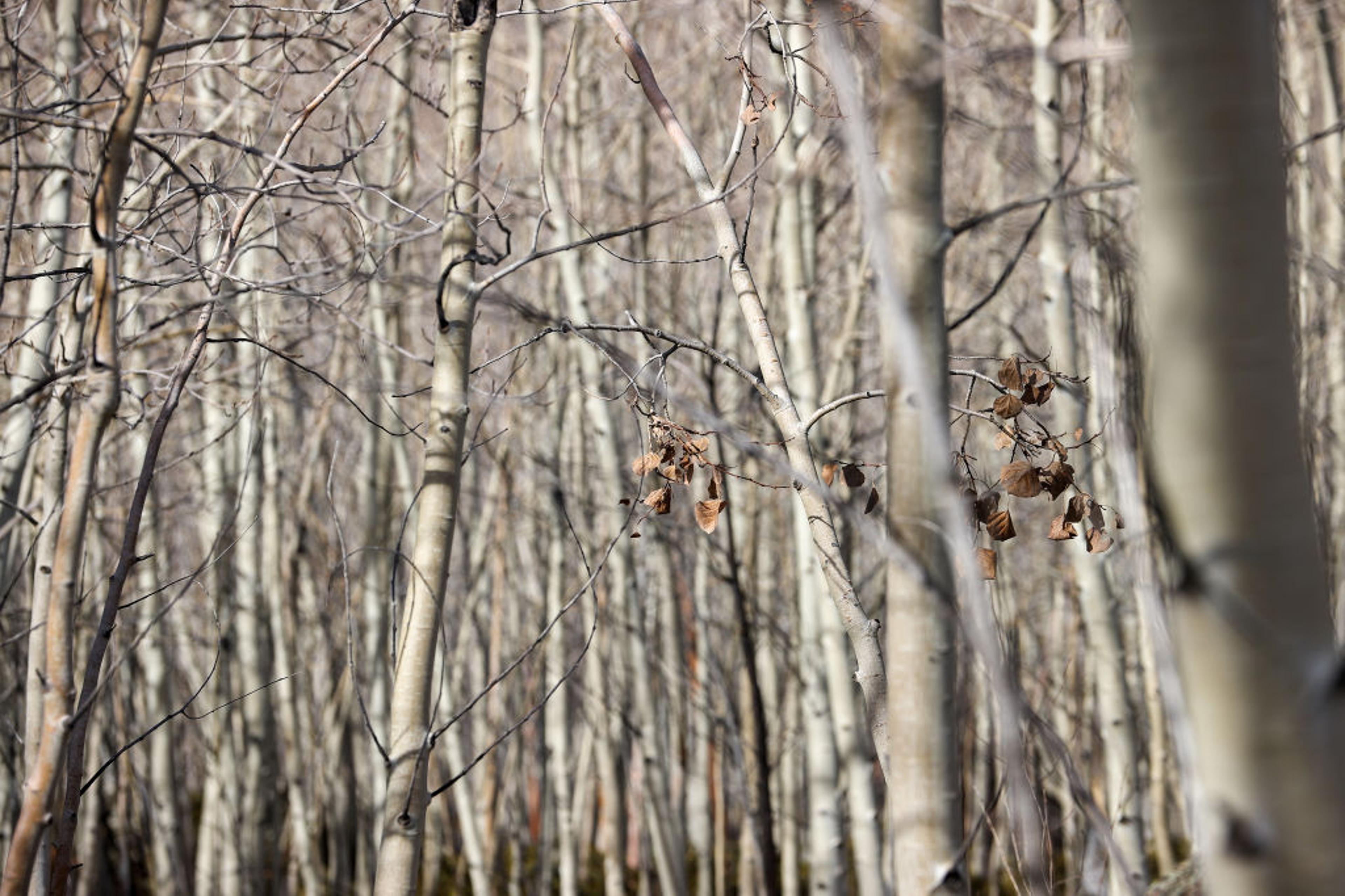 Pando trees ‘Quaking aspen’ also known as the trembling giant are one of the oldest living organisms. They are seen here at Fish Lake National Forest in Utah, United States on Nov. 27, 2021.