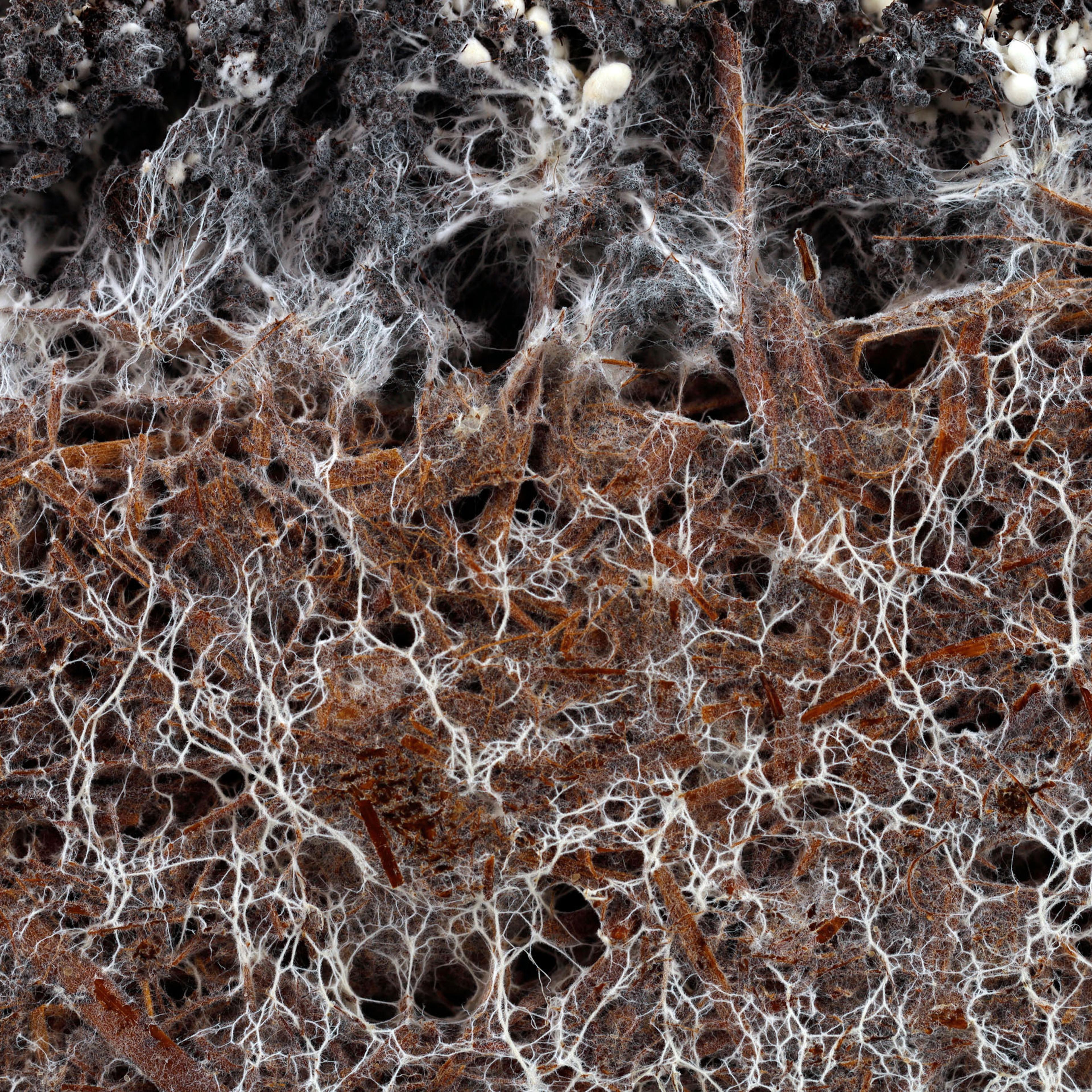 structure of the mushroom mycelium of a white champignon, agaricus bisporus, in soil