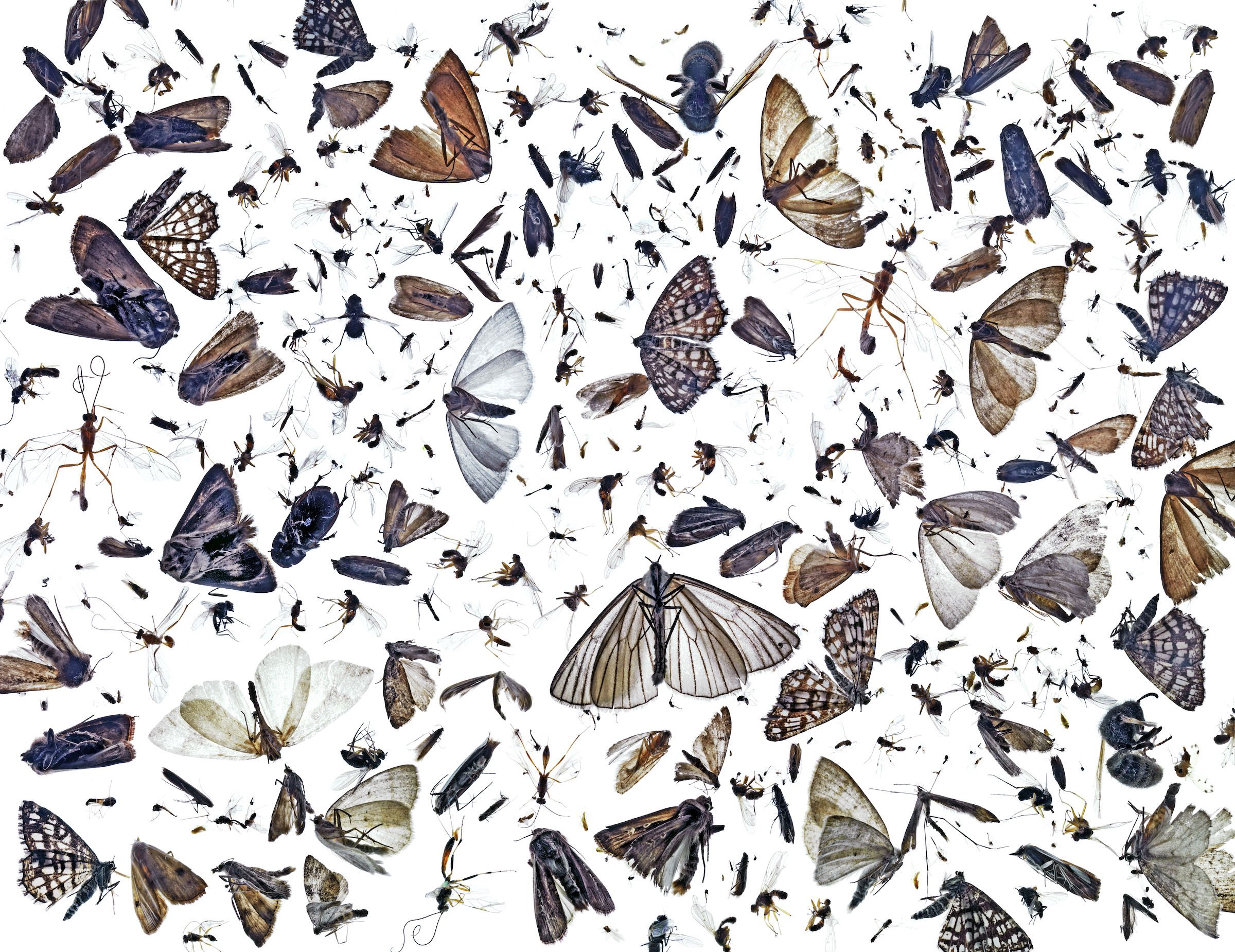 Why We Must Save Ugly Bugs