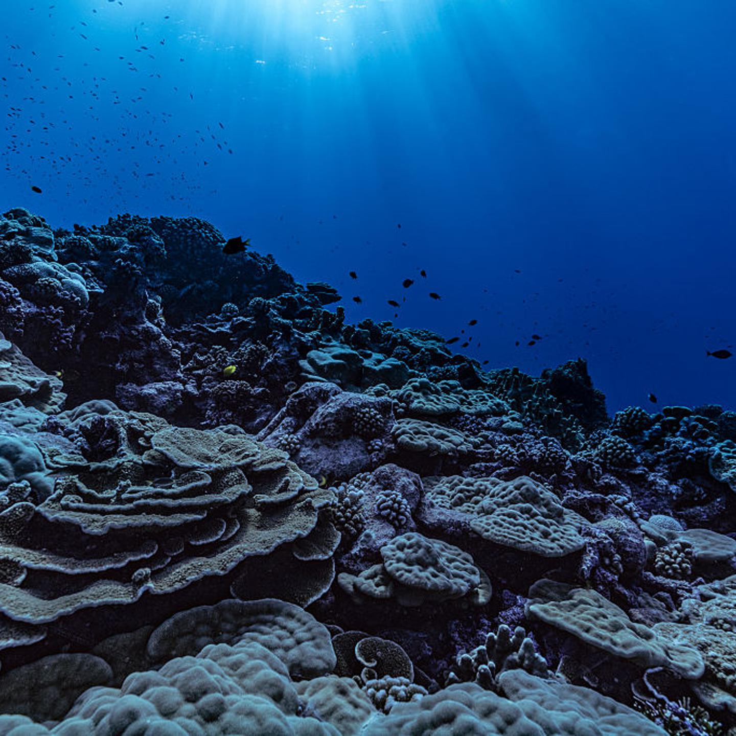 Corals on the outer slop of the lagoon in Tatakoto, French Polynesia, a remote atoll.