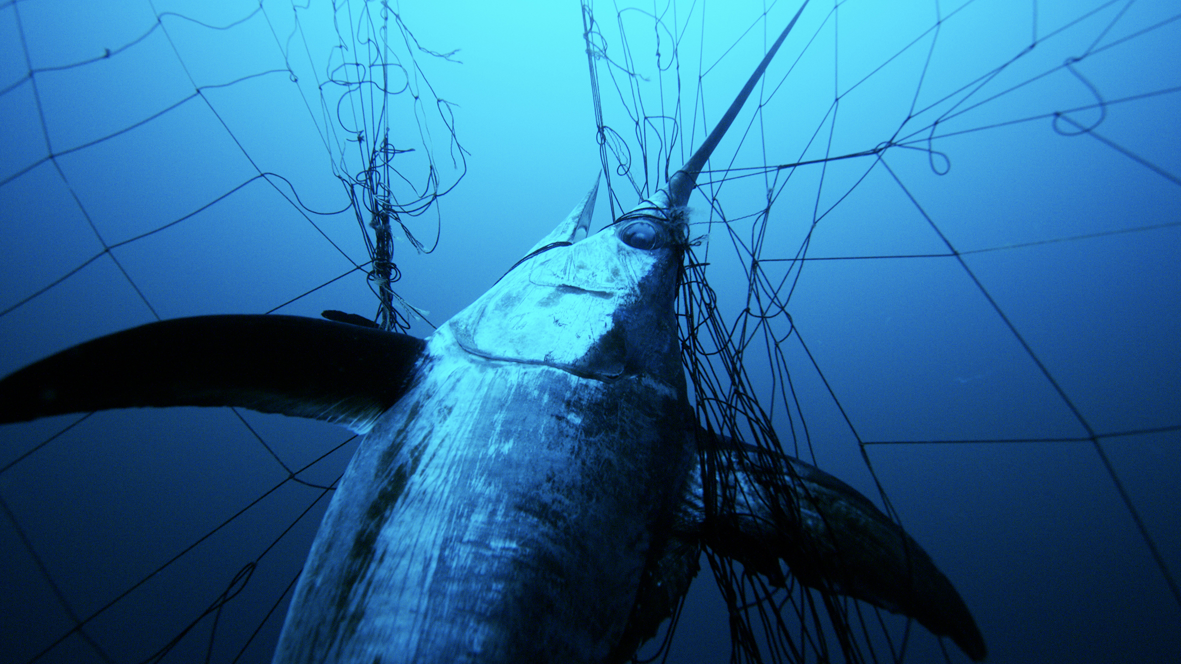 How Humans Are Destroying the World's Oceans
