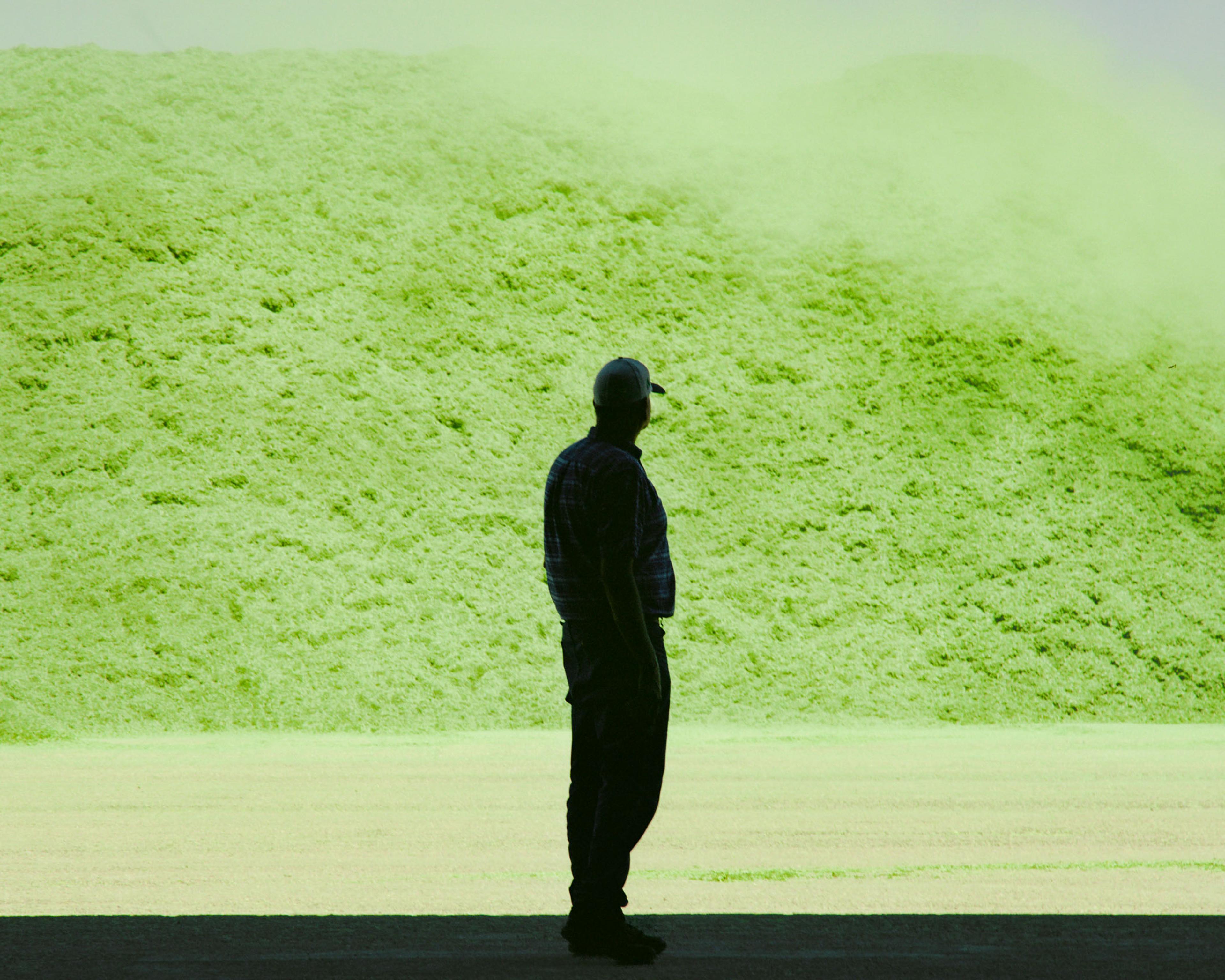 Randall Holt and a pile of freshly ground alfalfa, ready to be compressed into cubes for export overseas.