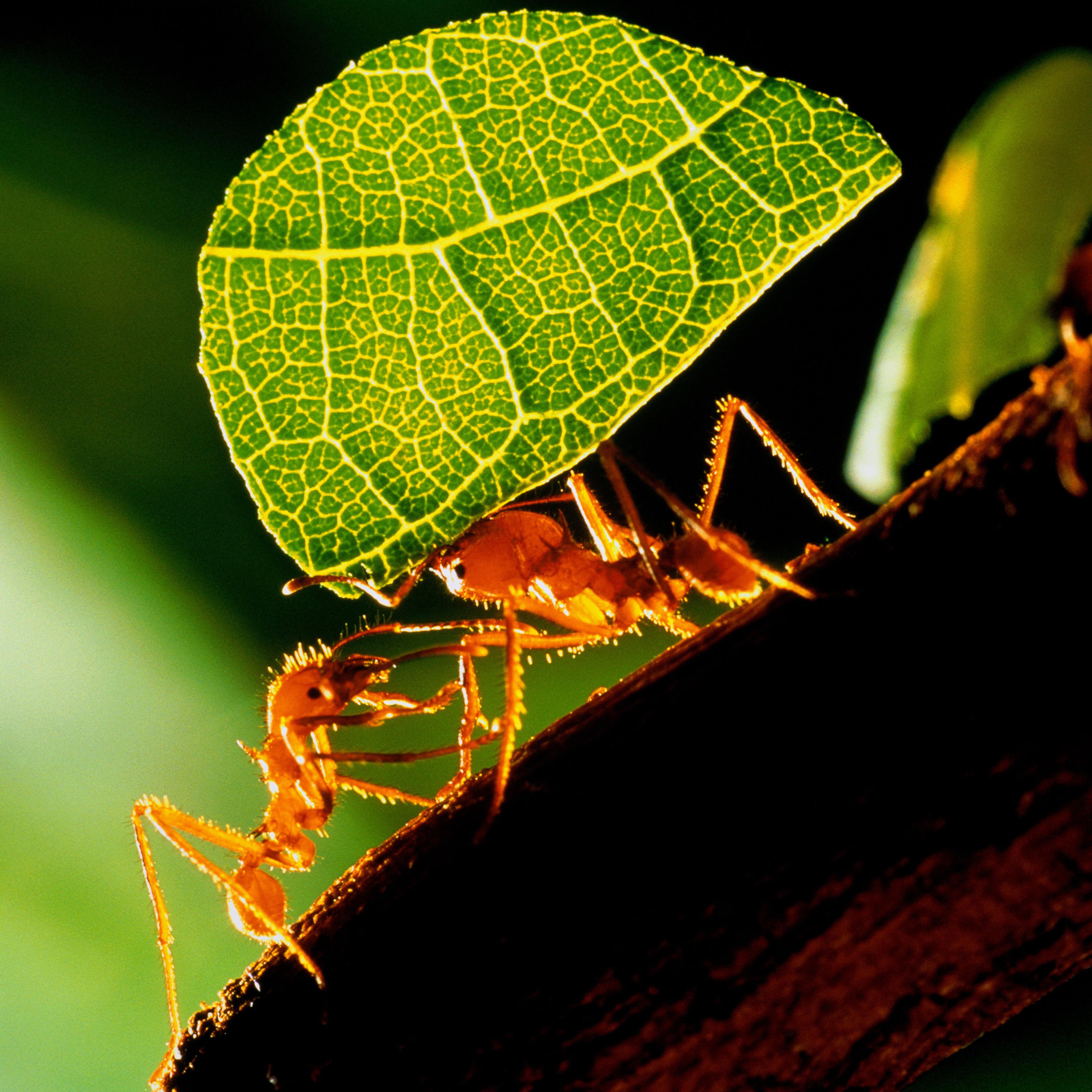 Leaf cutter ants (Atta sp.) carrying section of leaf
