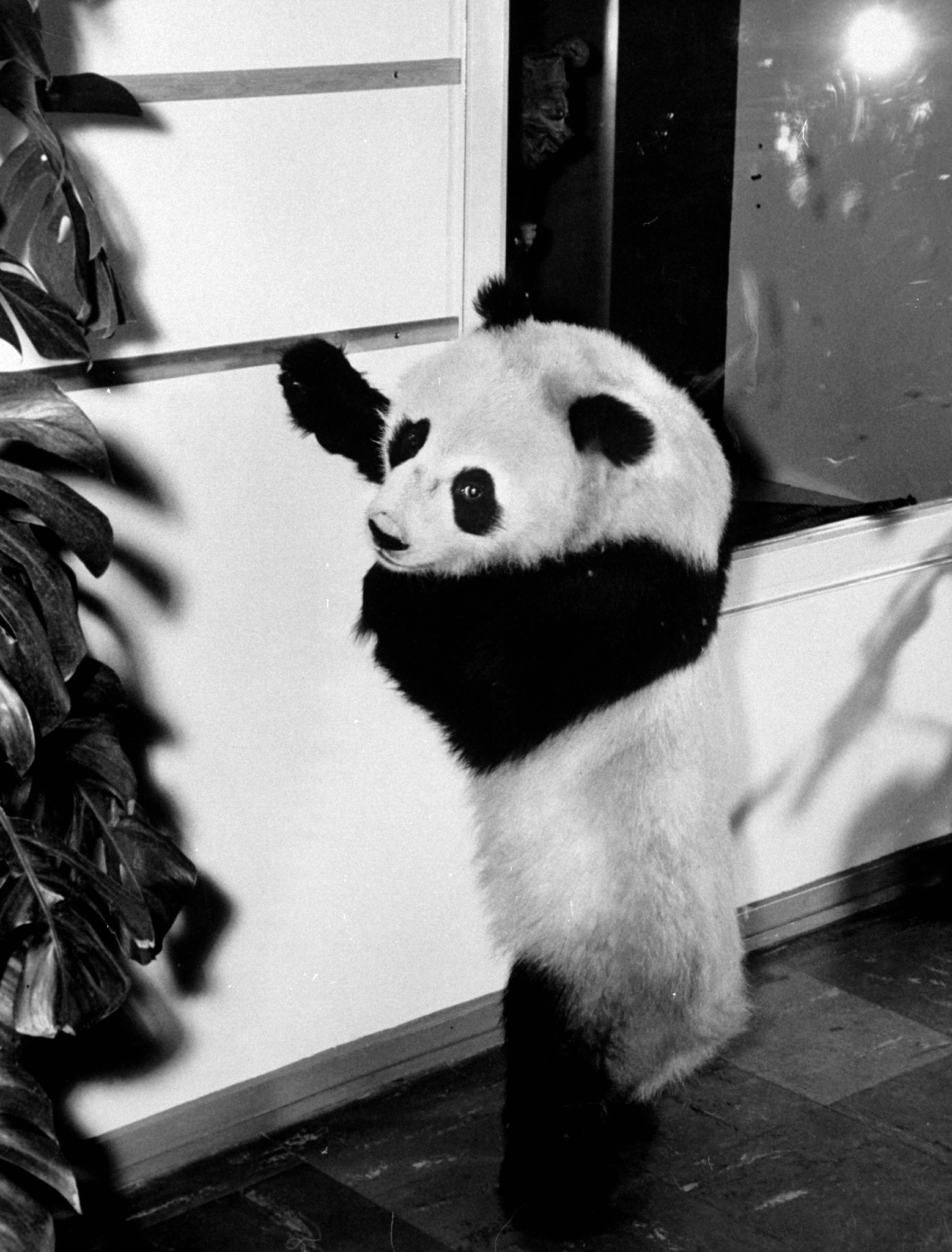 Panda Photos: Meet Cold War Baby Panda Chi Chi