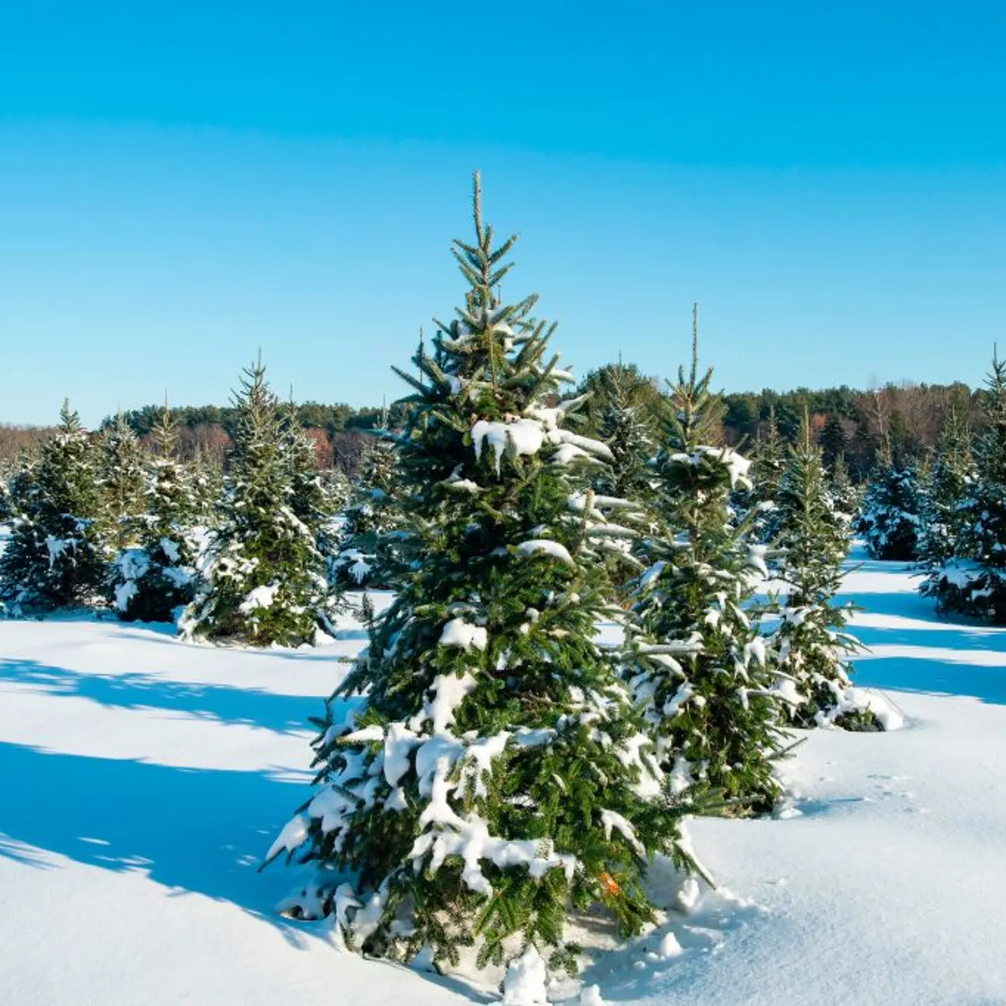 US-HOLIDAY-AGRICULTURE-CHRISTMAS