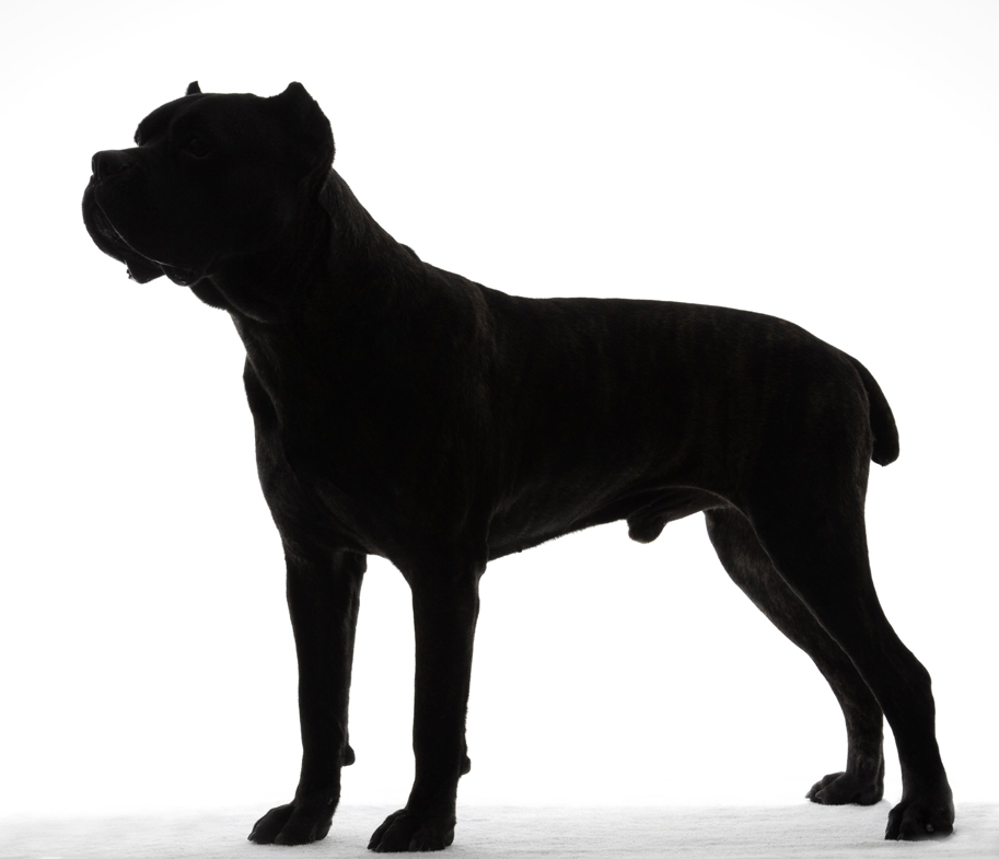 <b>Noble and Majestic</b><br>
The cane corso is a powerfully built dog. The breed's name comes from the Latin cohors, which means "guardian" and "protector."
