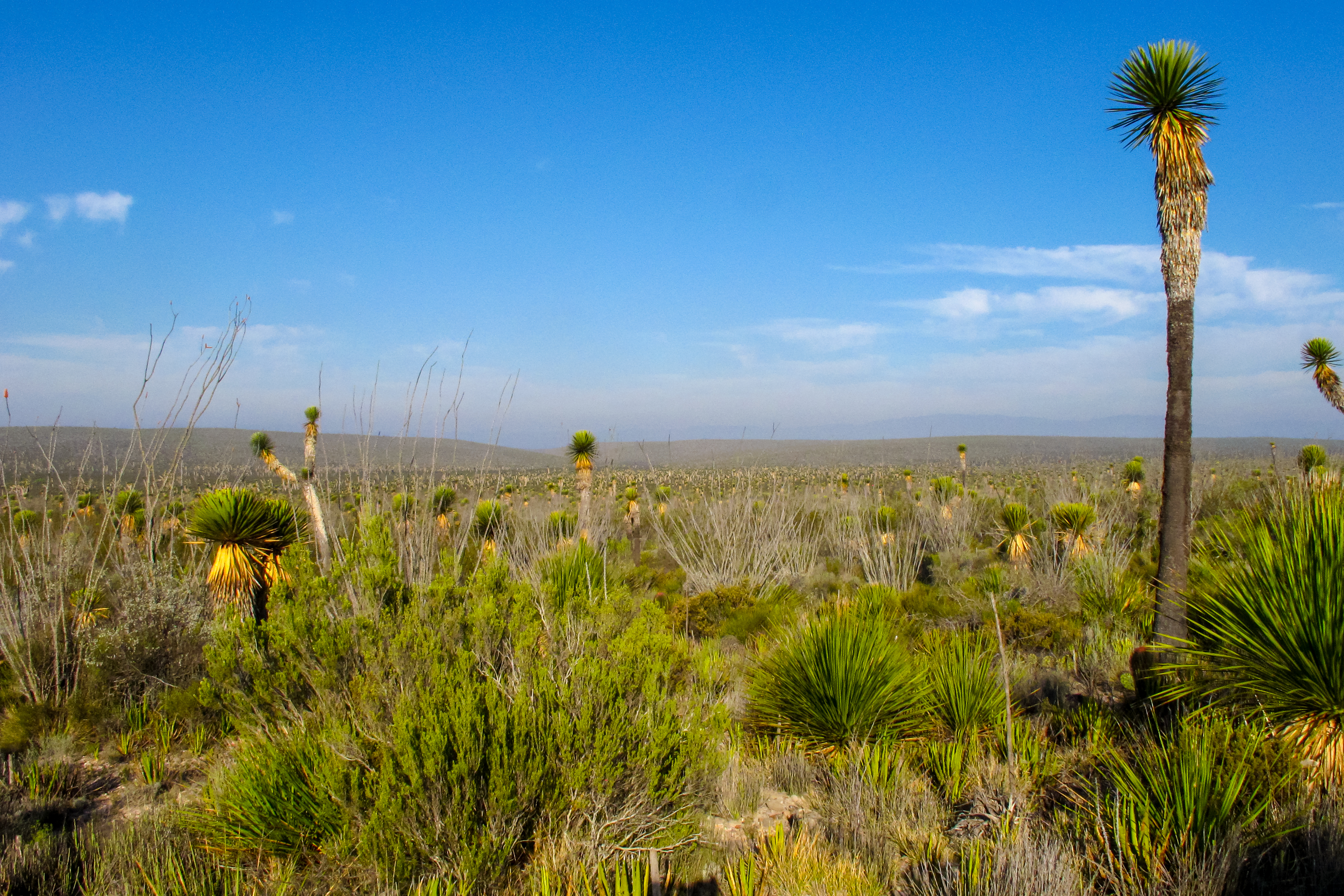 What the Desert Taught Me About Cinco de Mayo
