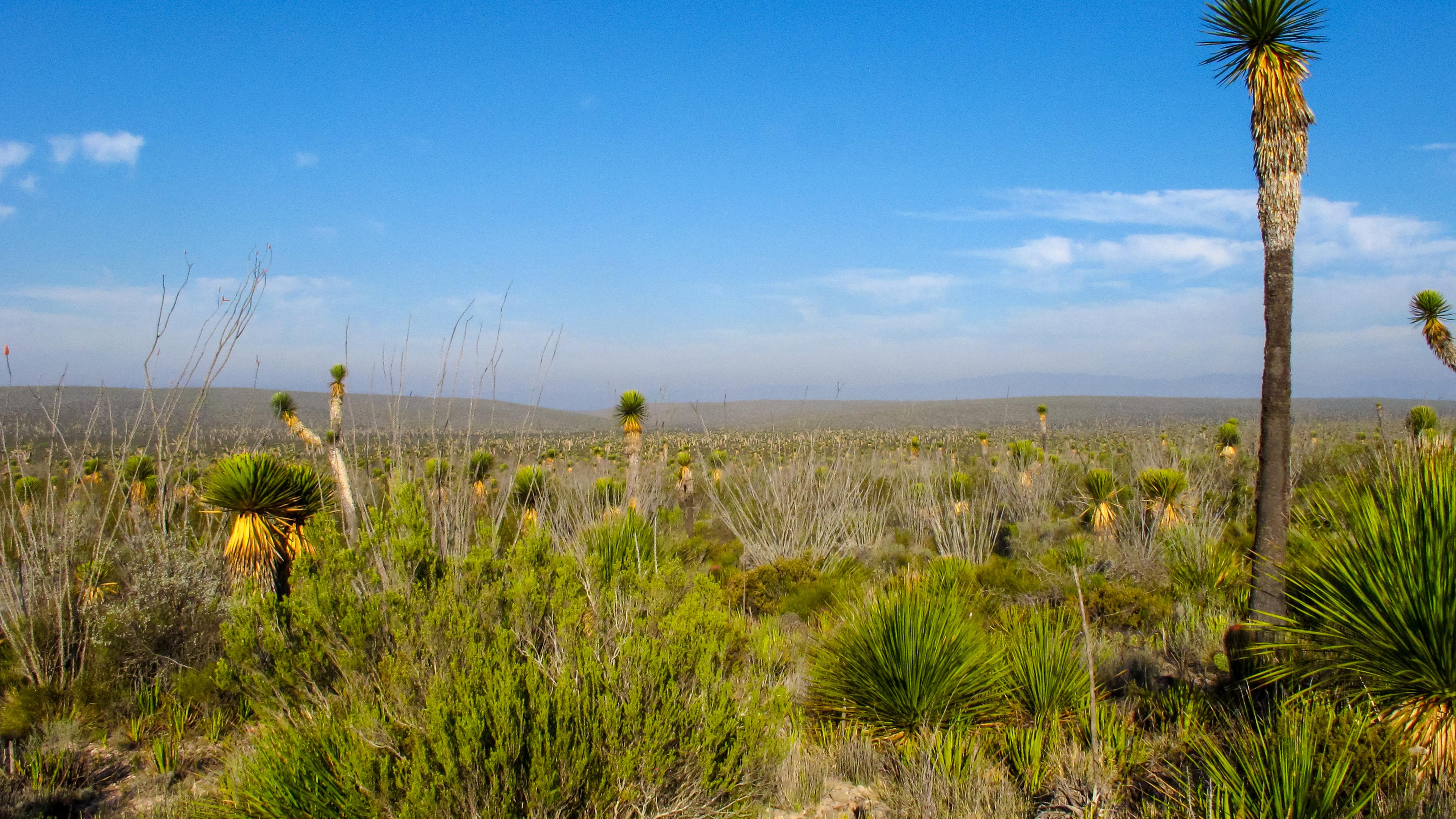 What the Desert Taught Me About Cinco de Mayo