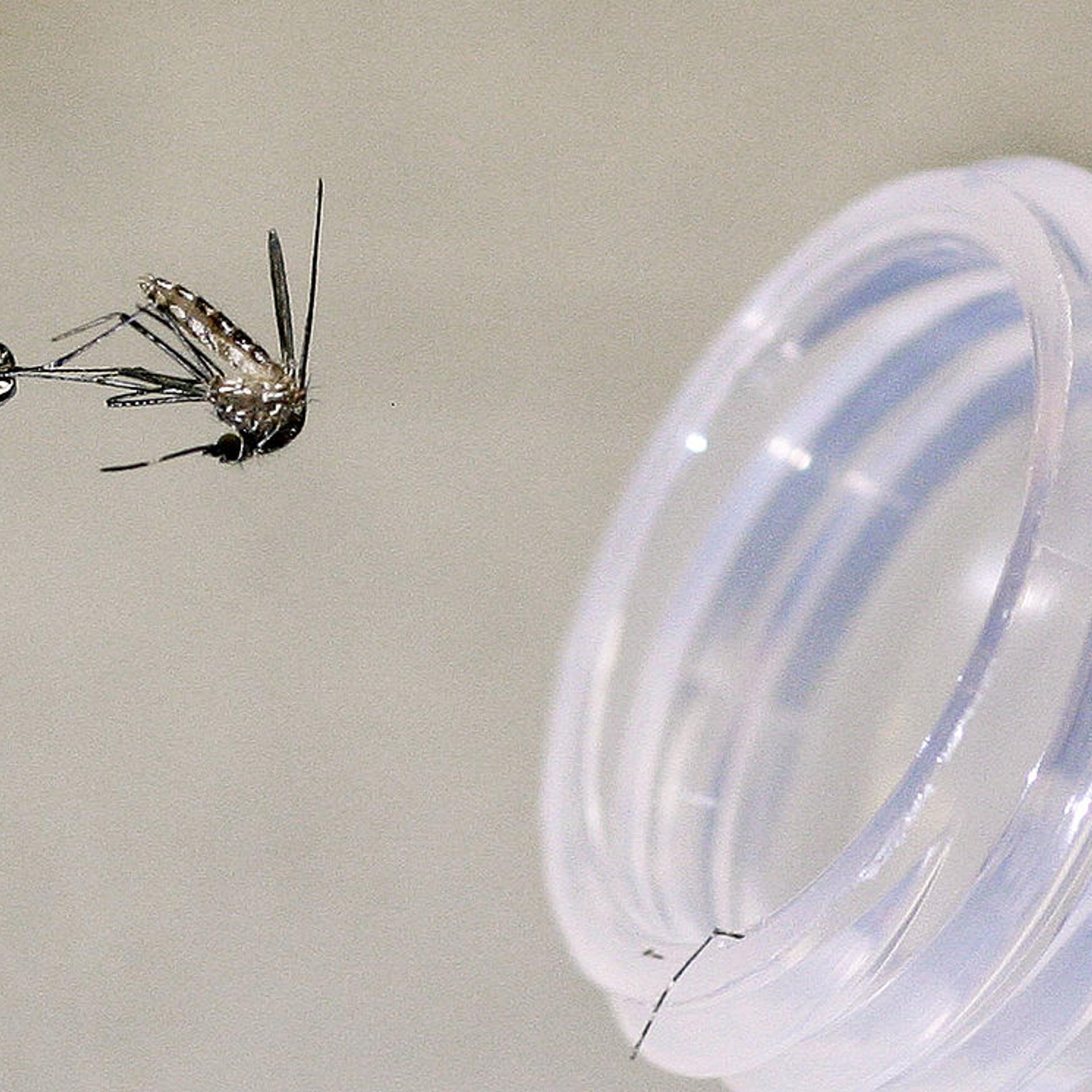 Arizona Officials Battle West Nile Virus