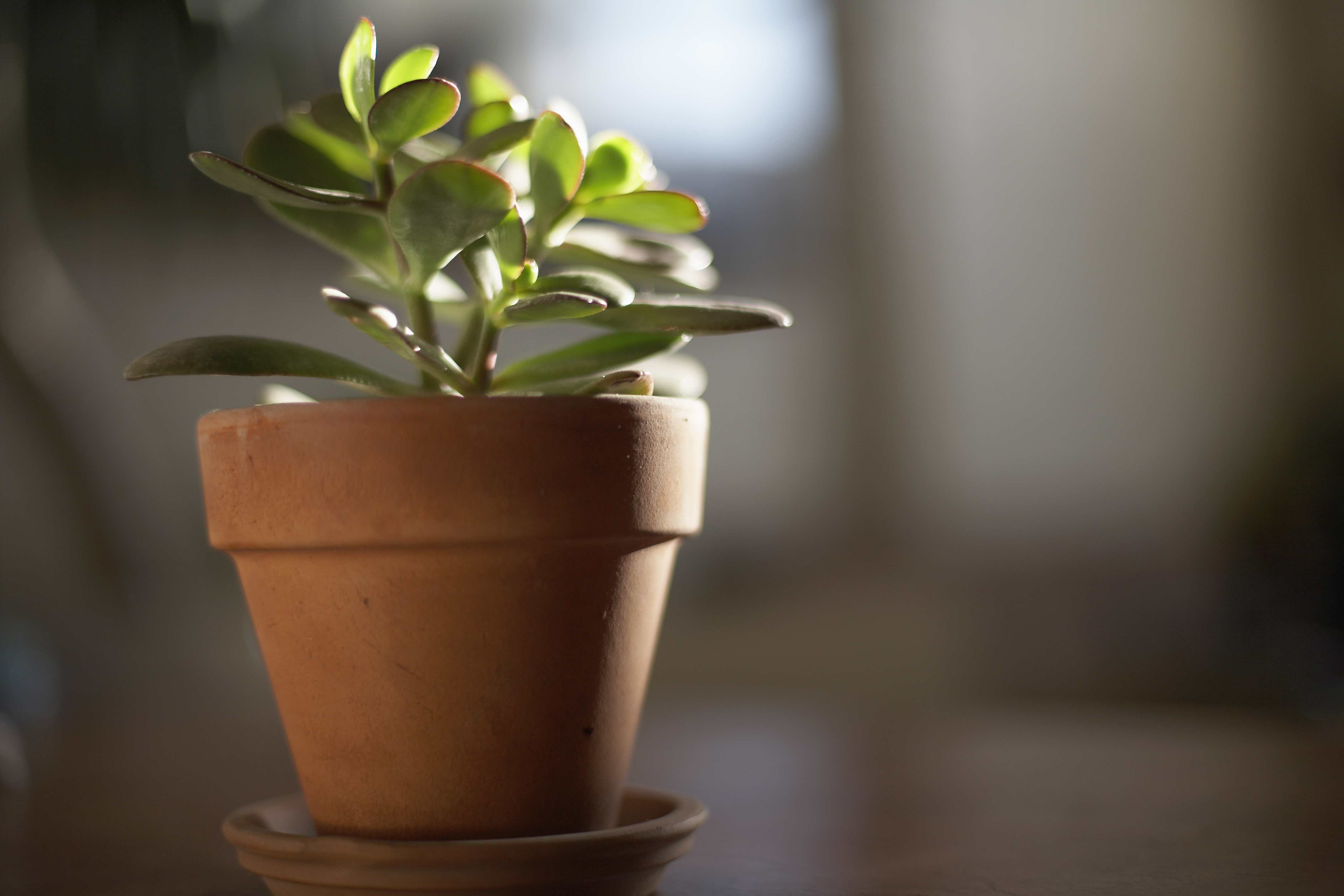 norfolk island pine indoor plant care Norfolk Island Pine | 10
