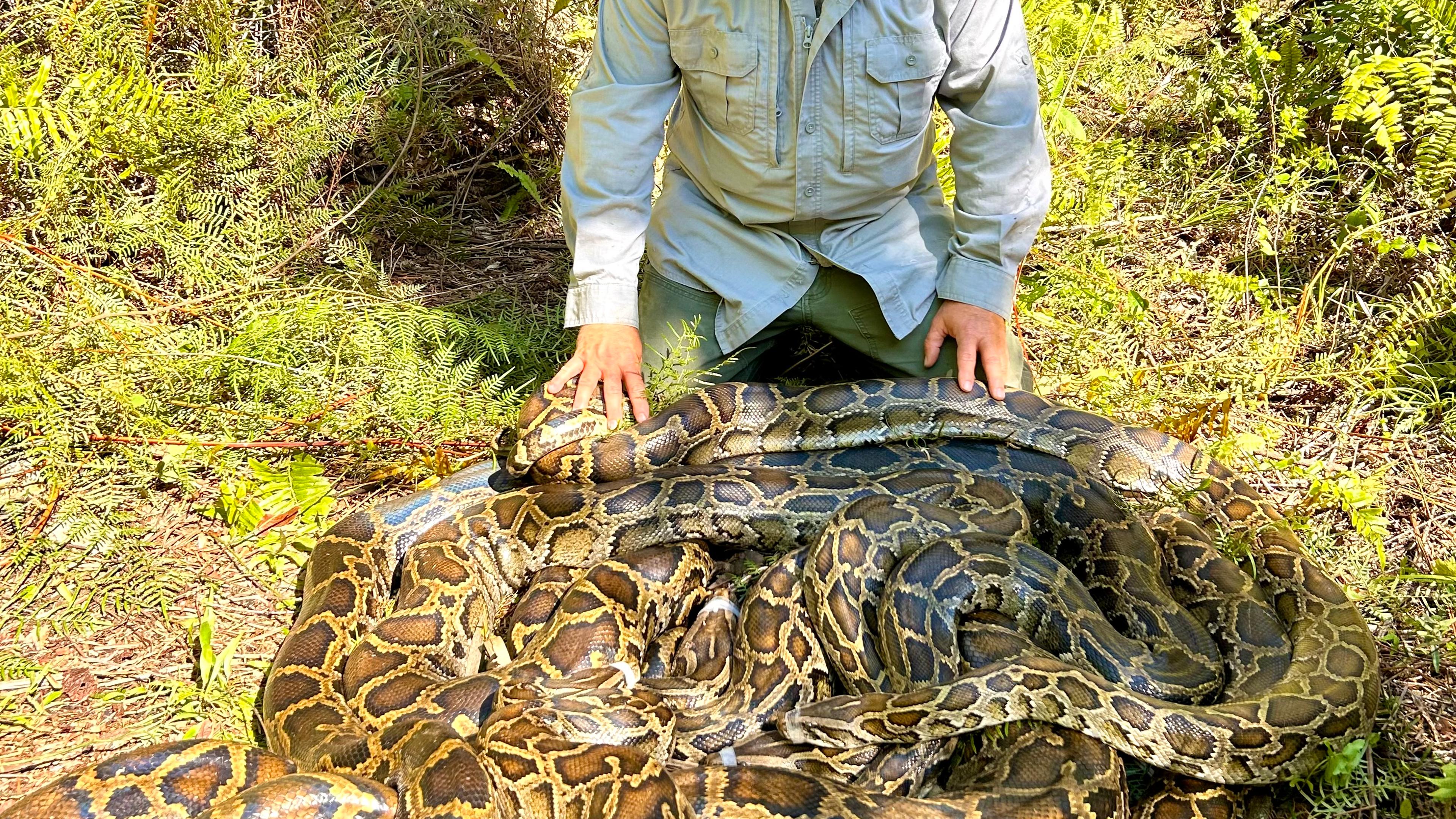 Scout Python Snake Fighting Florida's Invasive Pythons One Step at a Time