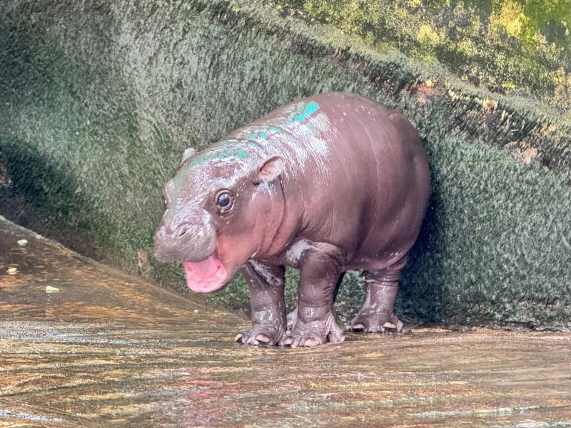 Moo Deng with her mouth agape in her enclosure