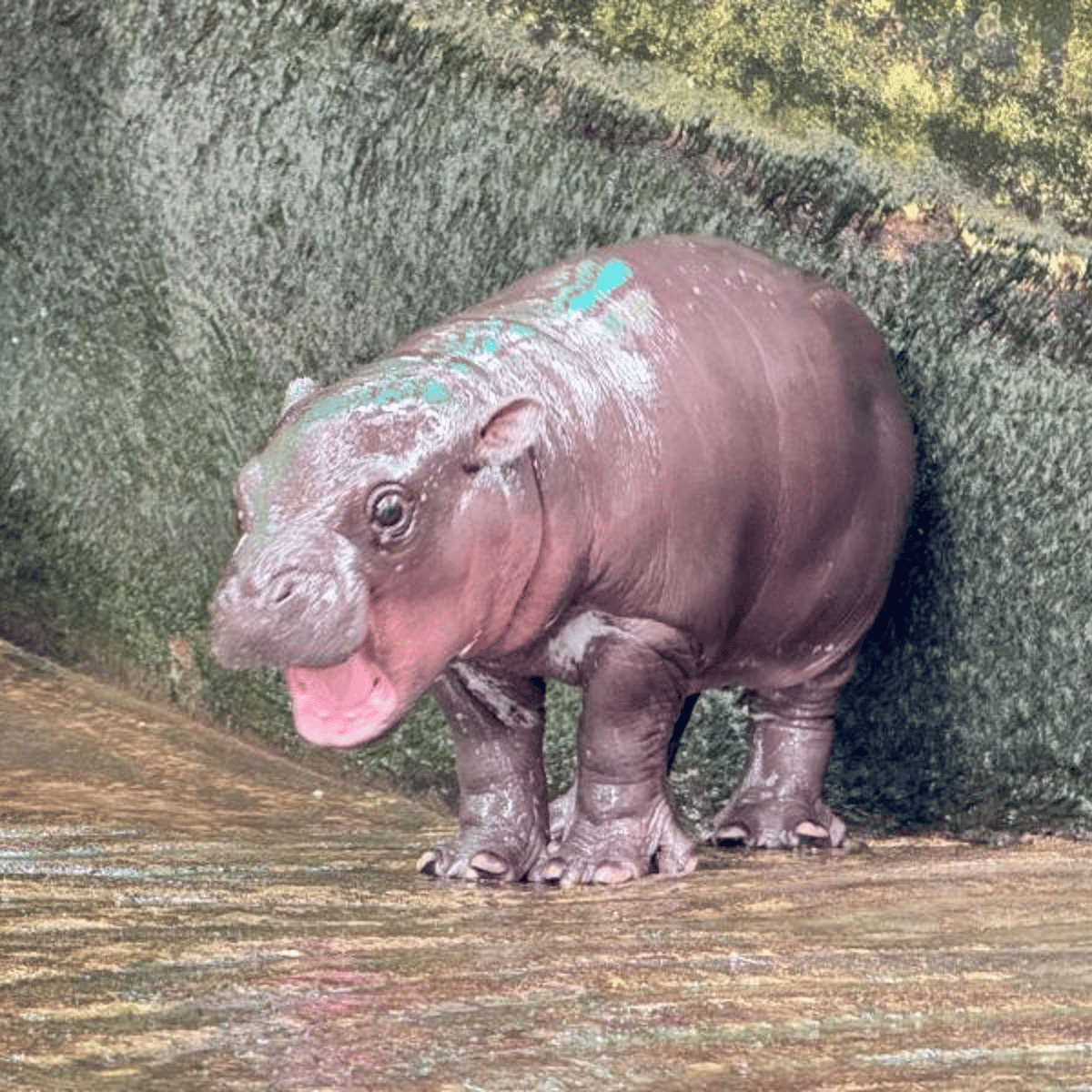 Moo Deng with her mouth agape in her enclosure