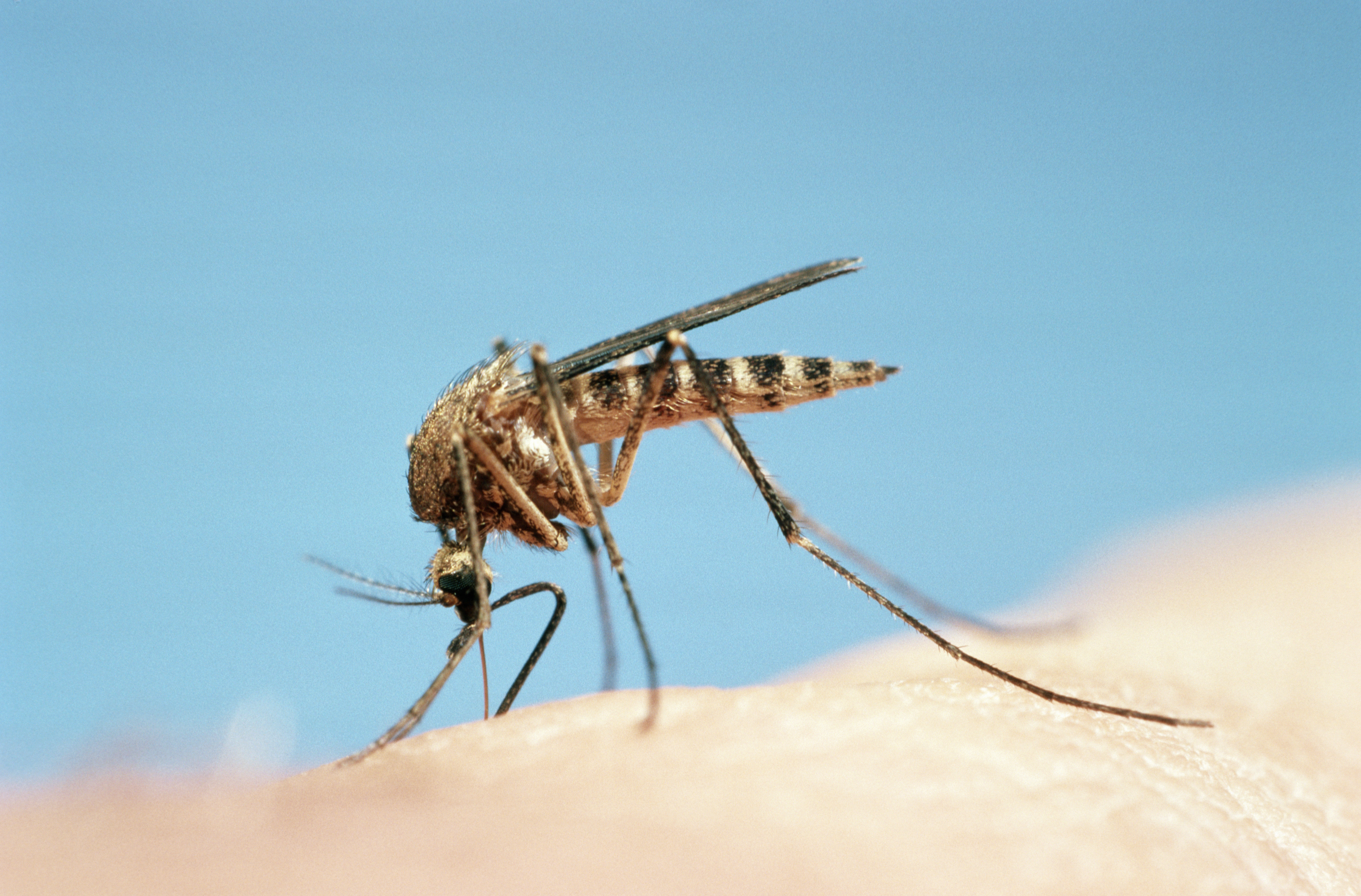 mosquito-human-skin