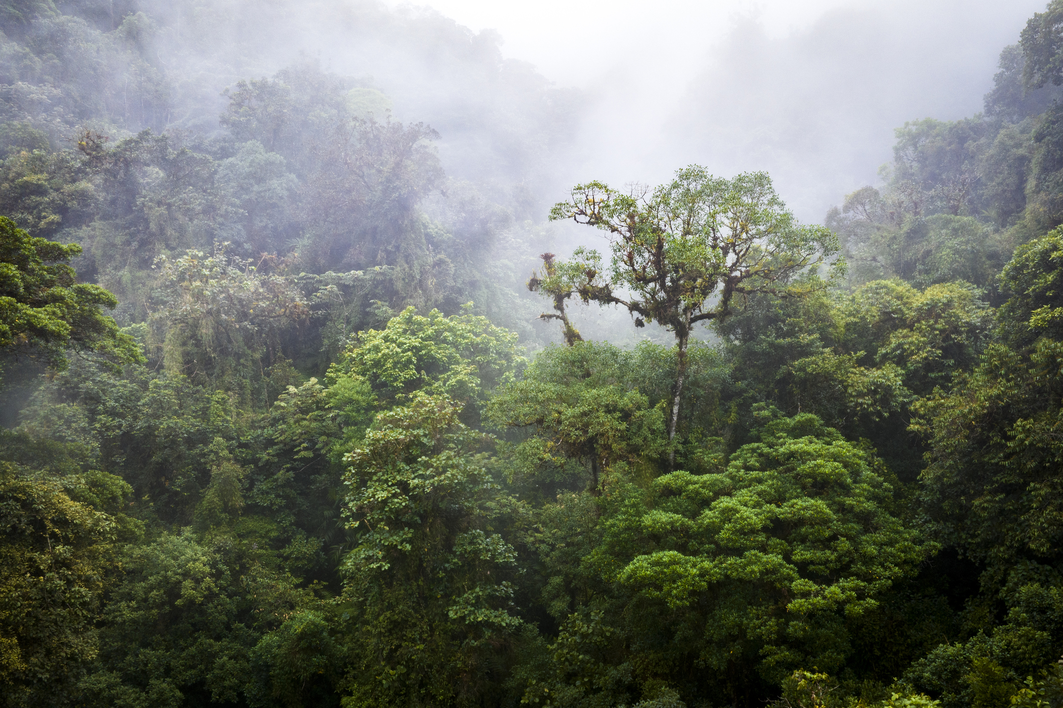 A Snake Bite Revealed How We Can Help Heal the Planet