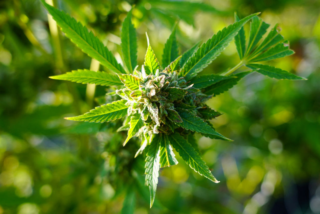 US-ECONOMY-AGRICULTURE-CANNABIS