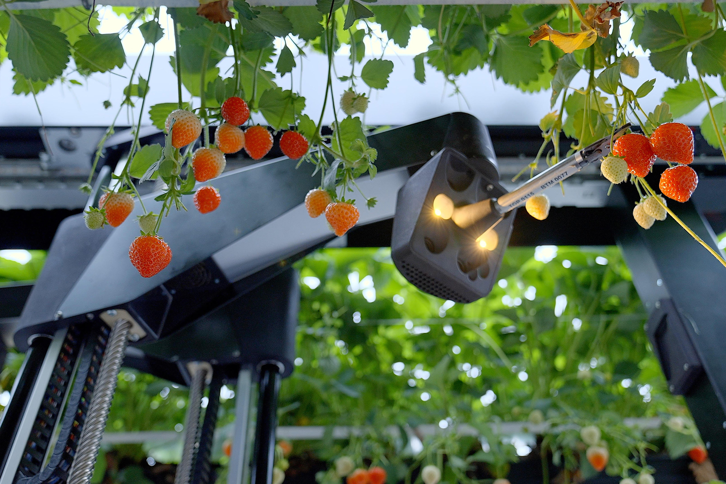 Tortuga AgTech 水果采摘机器人
