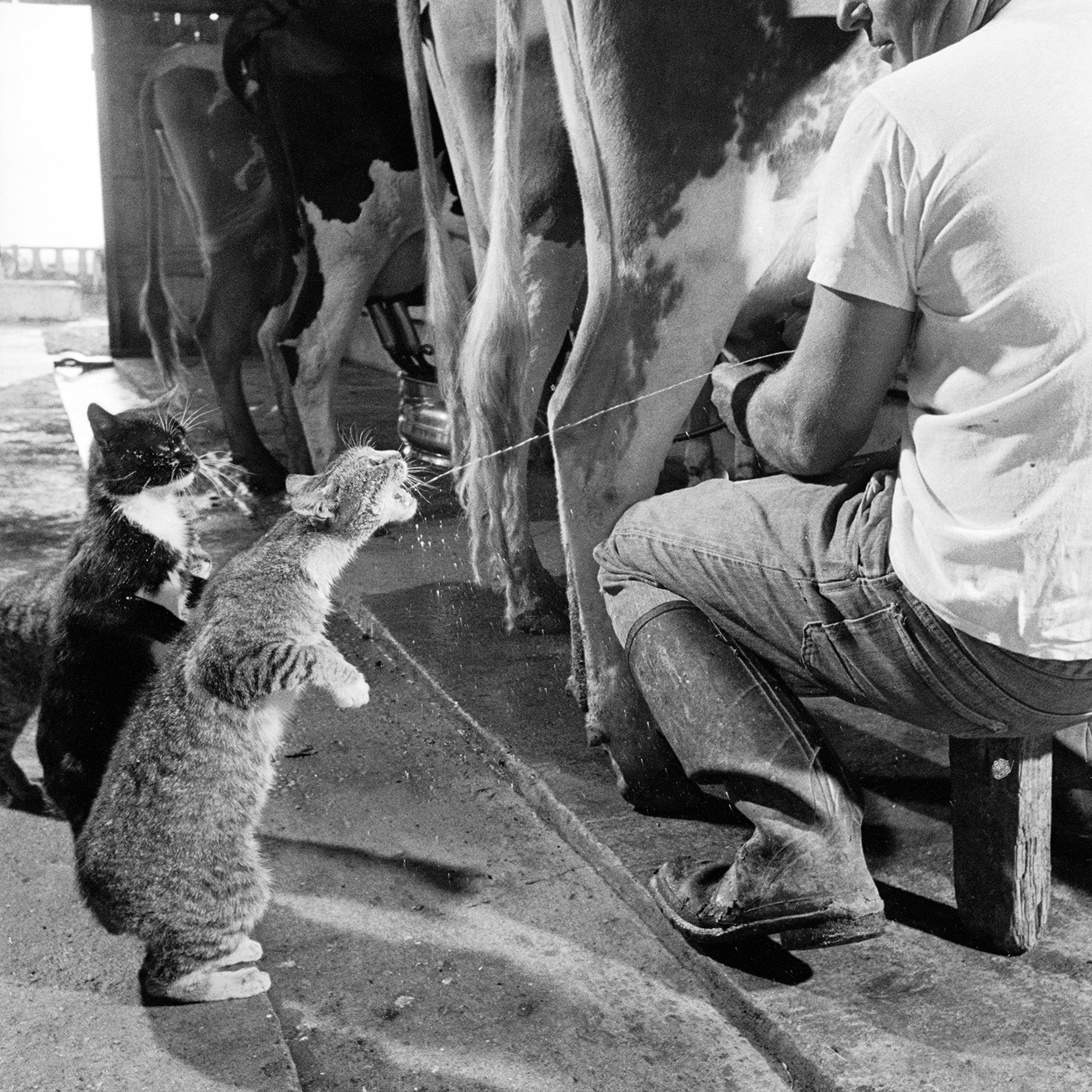 Cats Blackie Brownie catching squirts of milk during milking at Arch Badertscher's dairy farm. 1954.