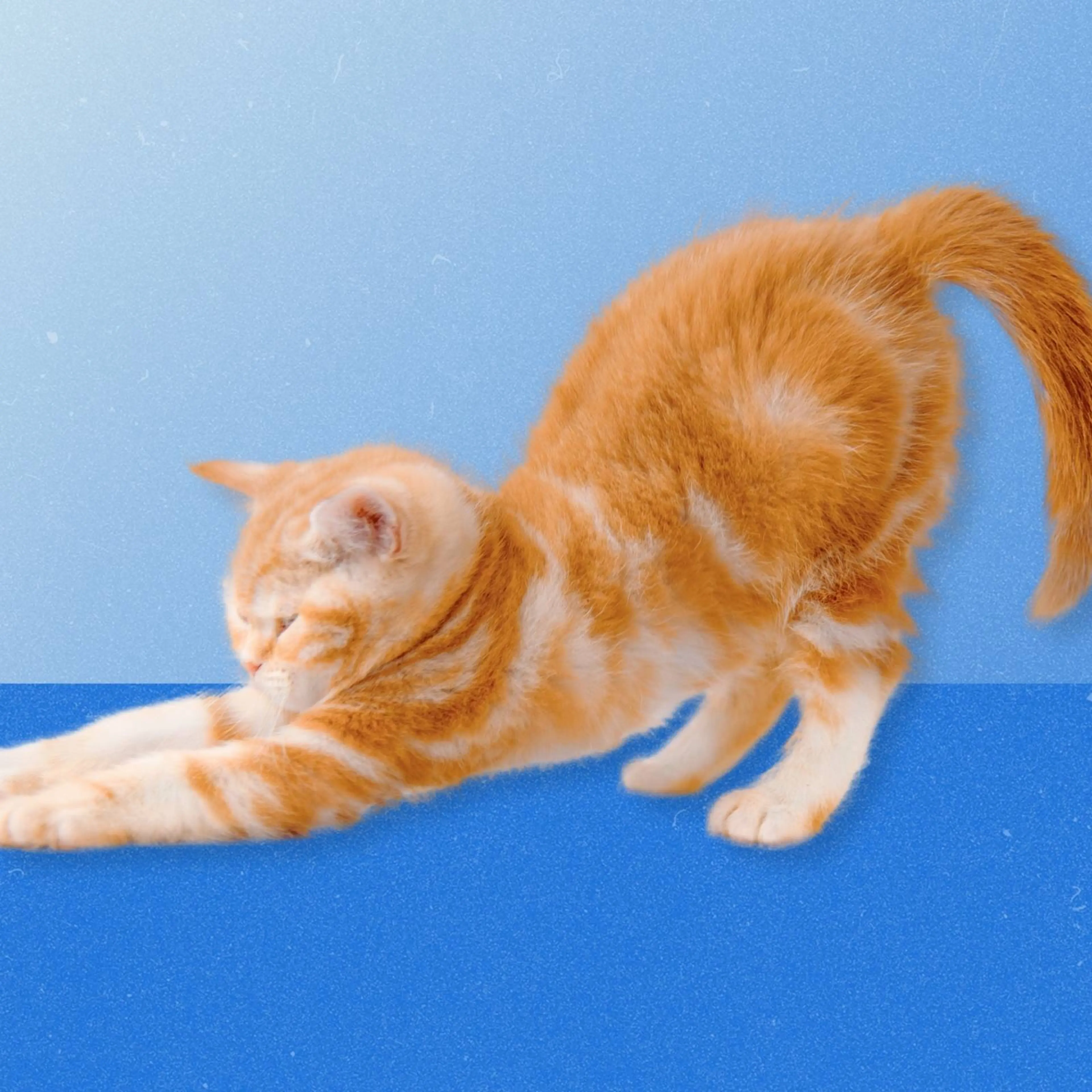 An orange kitten stretching