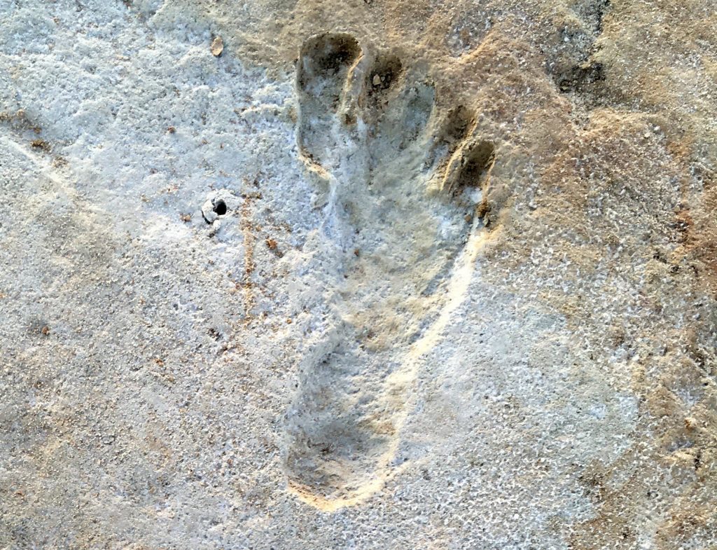 Fossilized human footprints shown at the White Sands National Park in New Mexico, the oldest impressions to have been discovered found in North America. 