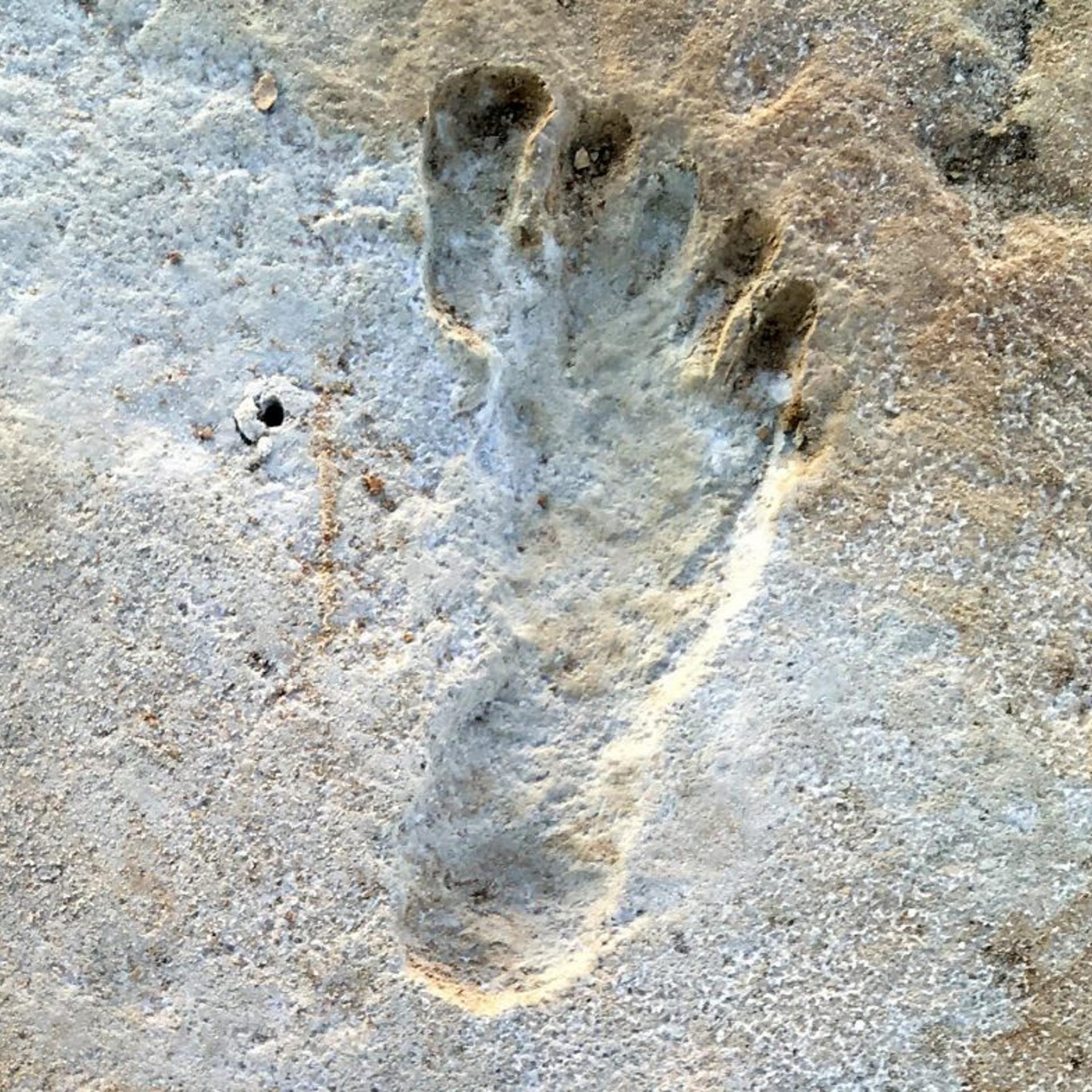 Fossilized human footprints shown at the White Sands National Park in New Mexico, the oldest impressions to have been discovered found in North America.