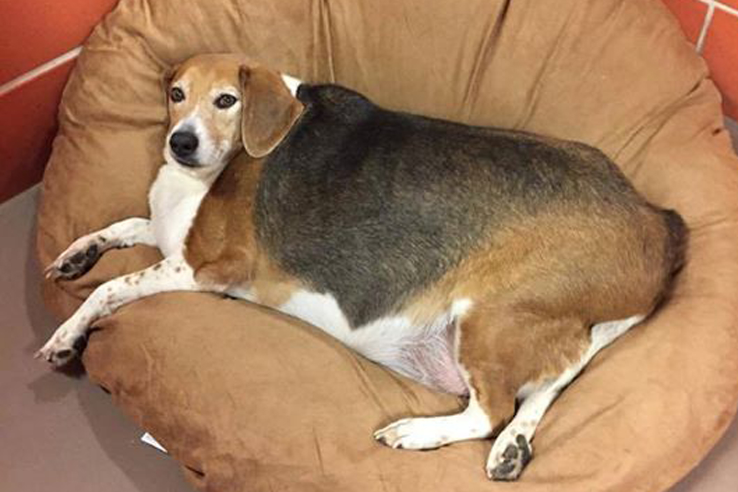 LeiNoa beagle 大きいサイズ Obese Beagle Kale Chips Weighs 85 Pounds