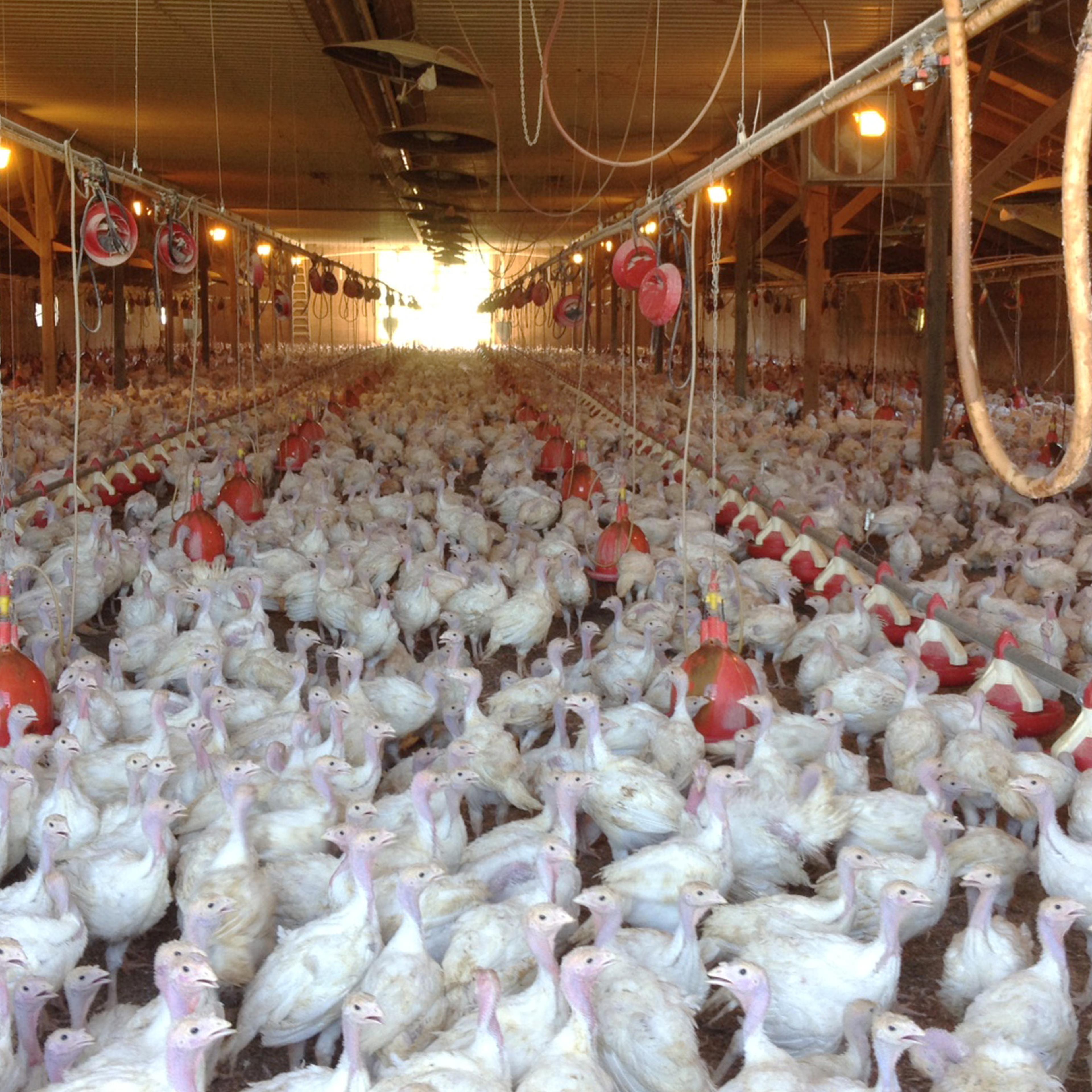 A flock of turkeys at a Minnesota poultry farm
