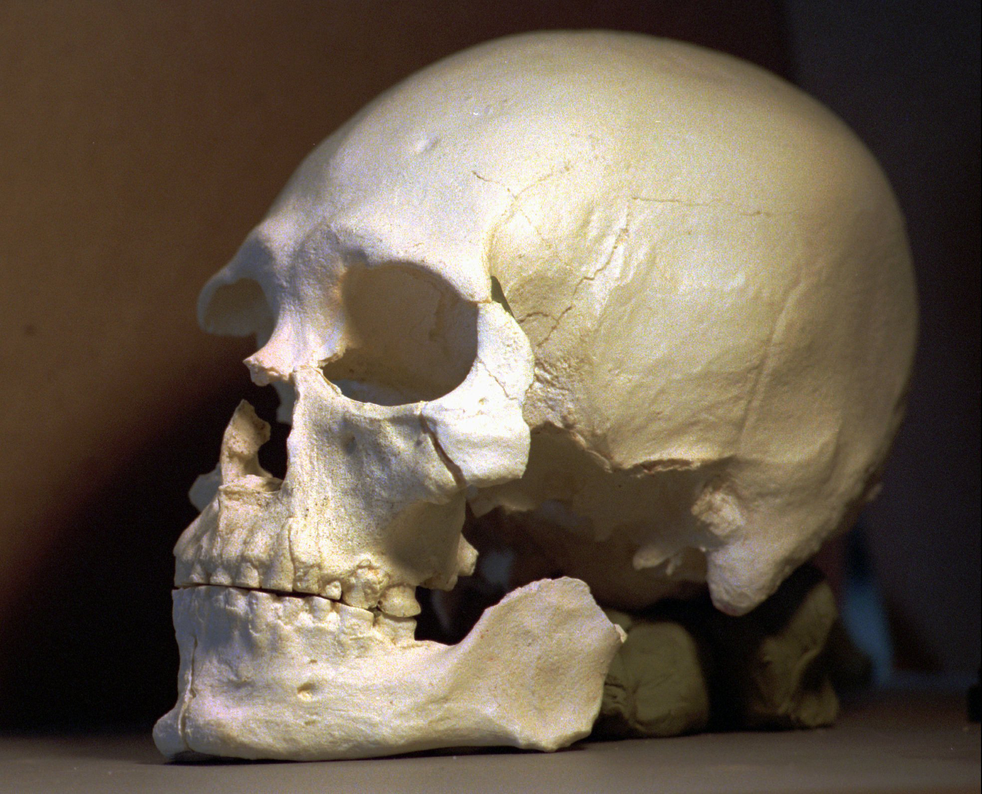 Kennewick Man: Origins Solved Thanks to DNA