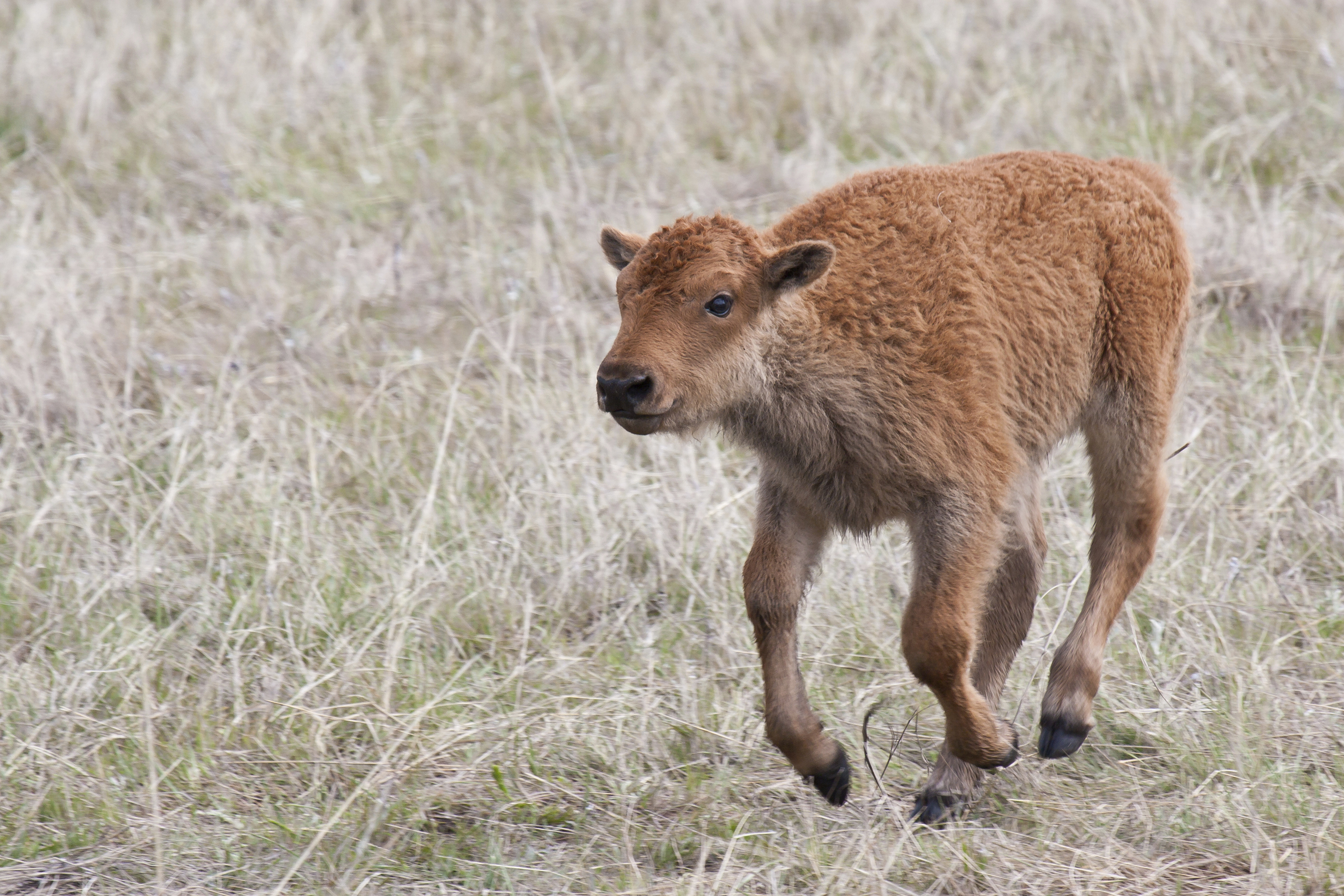 Baby Buffalo